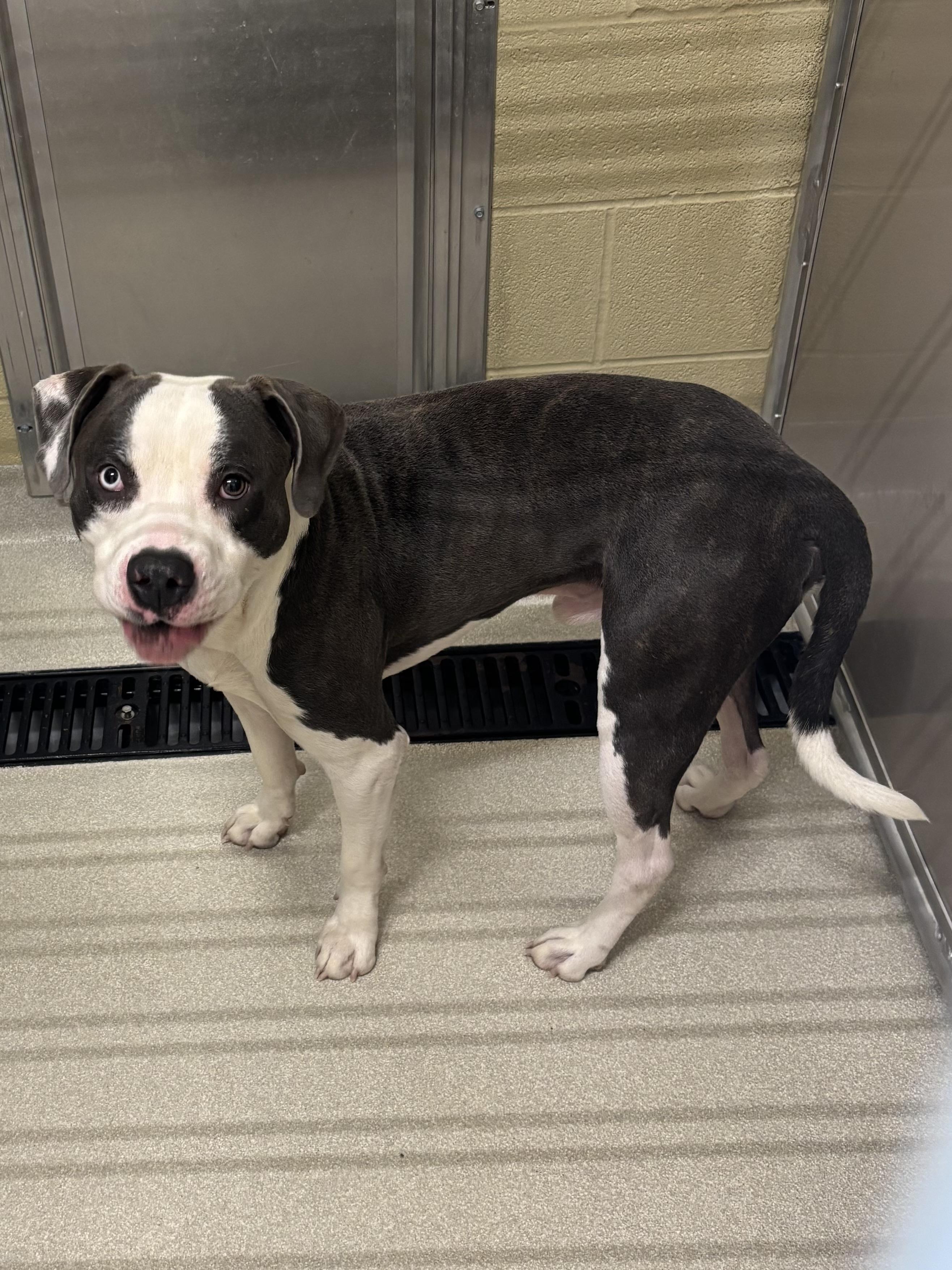 Remi, ADOPTABLE, Young Male Pit Bull Terrier.