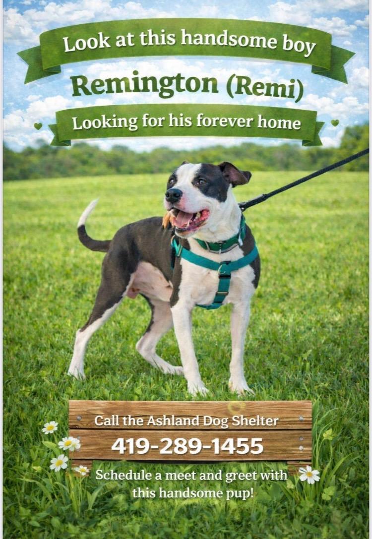 Enlarge Remington, a ADOPTABLE mixed breed in Ashland, OH image 2/2
