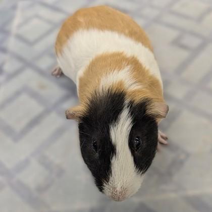 Enlarge Zappy & Smores (52911/52912), a ADOPTABLE Guinea Pig in Columbia, MD image 3/3