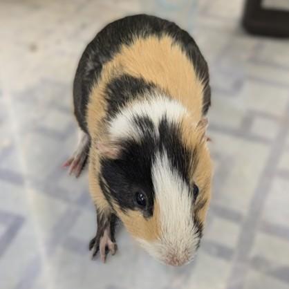 Enlarge Zappy & Smores (52911/52912), a ADOPTABLE Guinea Pig in Columbia, MD image 2/3