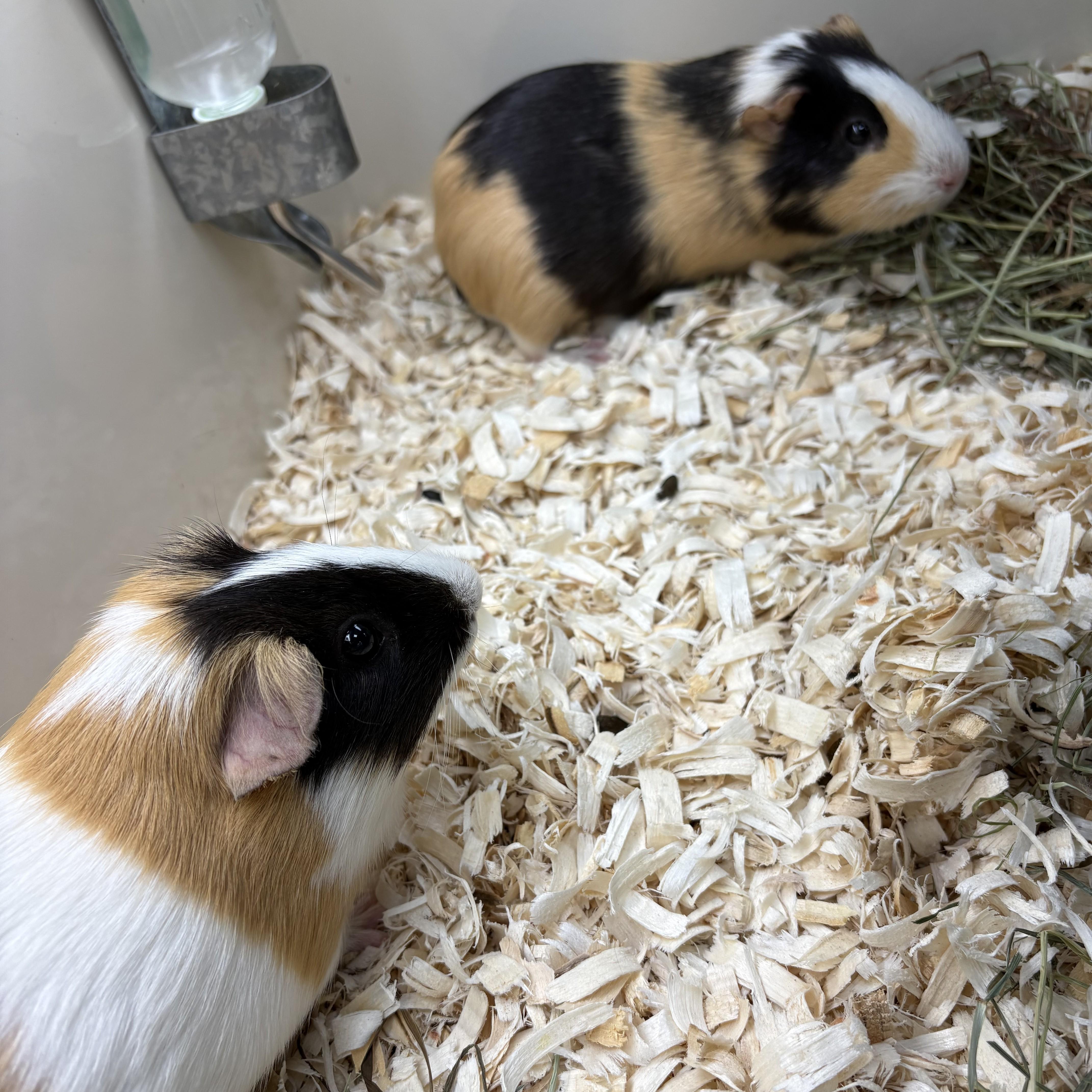 Zappy & Smores (52911/52912), ADOPTABLE, Adult Male Guinea Pig.