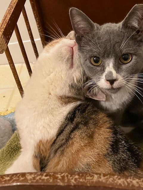 Enlarge Grace Slick , a Adoptable Domestic Short Hair in Chester Township, PA image 1/2