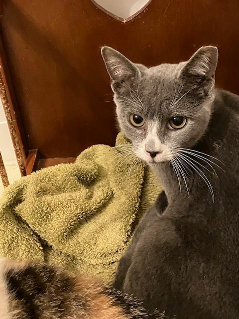 Enlarge Grace Slick , a Adoptable Domestic Short Hair in Chester Township, PA image 2/2