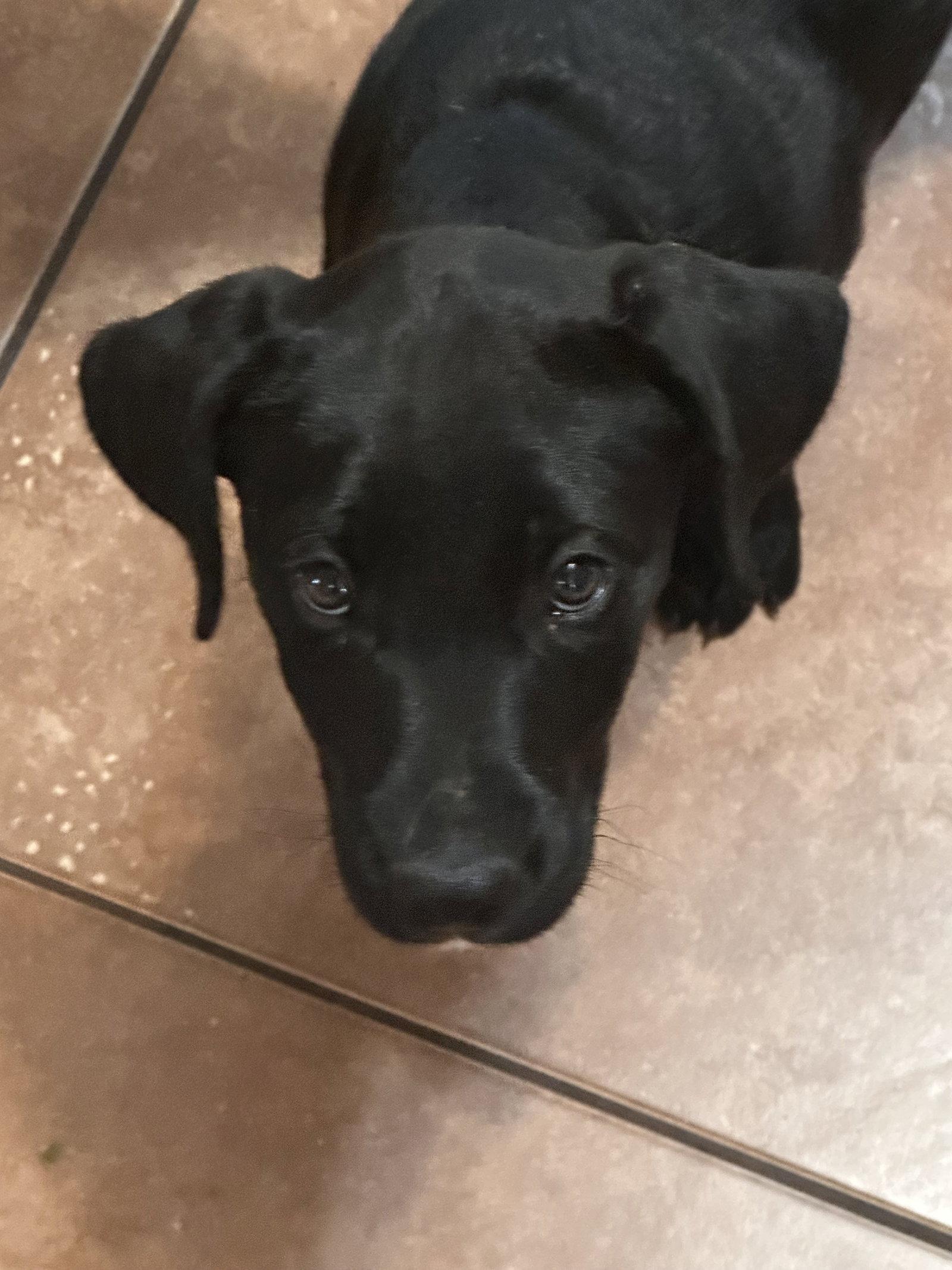 Enlarge Holly, a Adoptable mixed breed in Polson, MT image 1/1