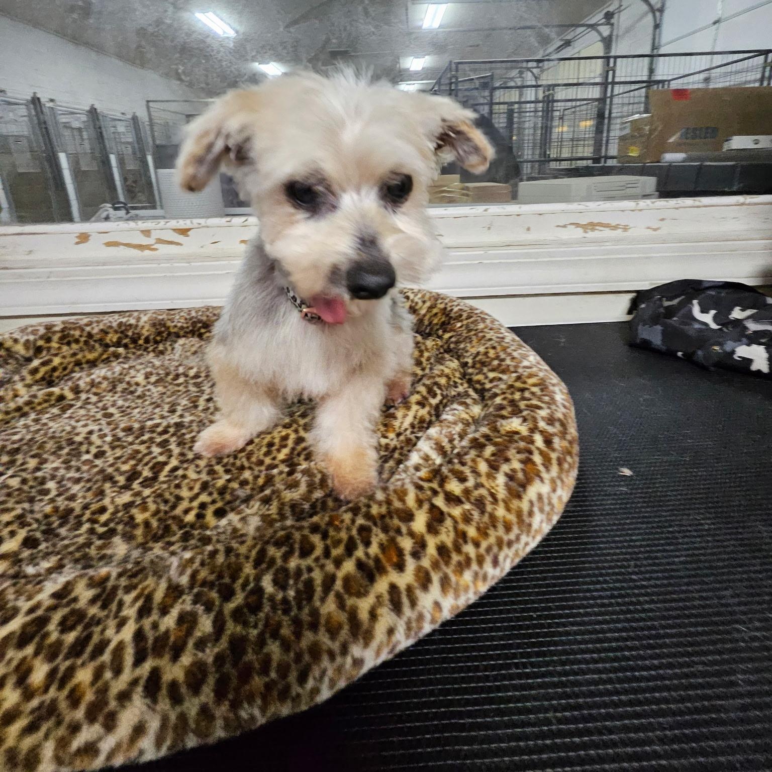 Gus, ADOPTABLE, Senior Male Yorkshire Terrier.
