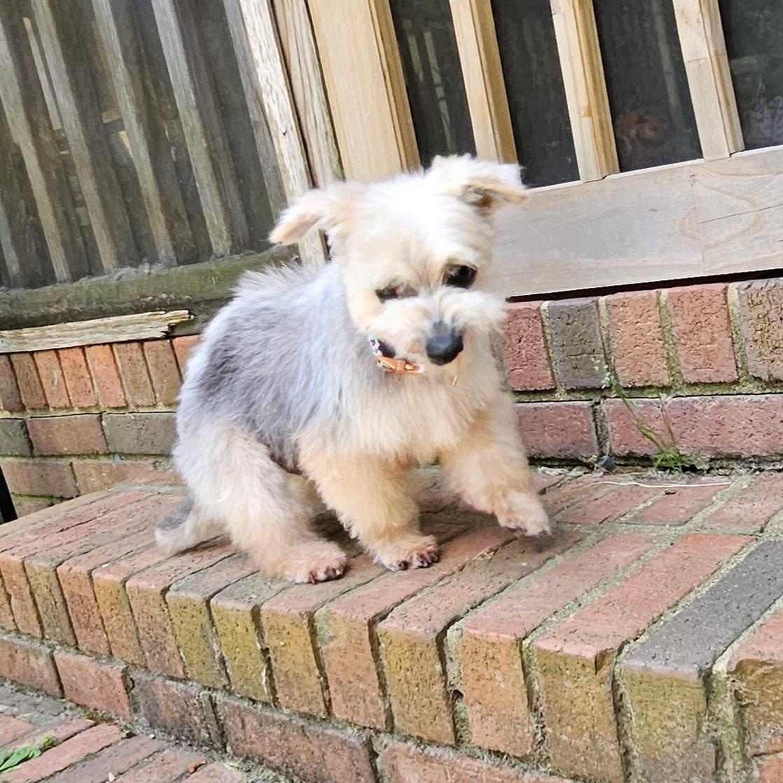 Enlarge Gus, a ADOPTABLE mixed breed in Irmo, SC image 3/3