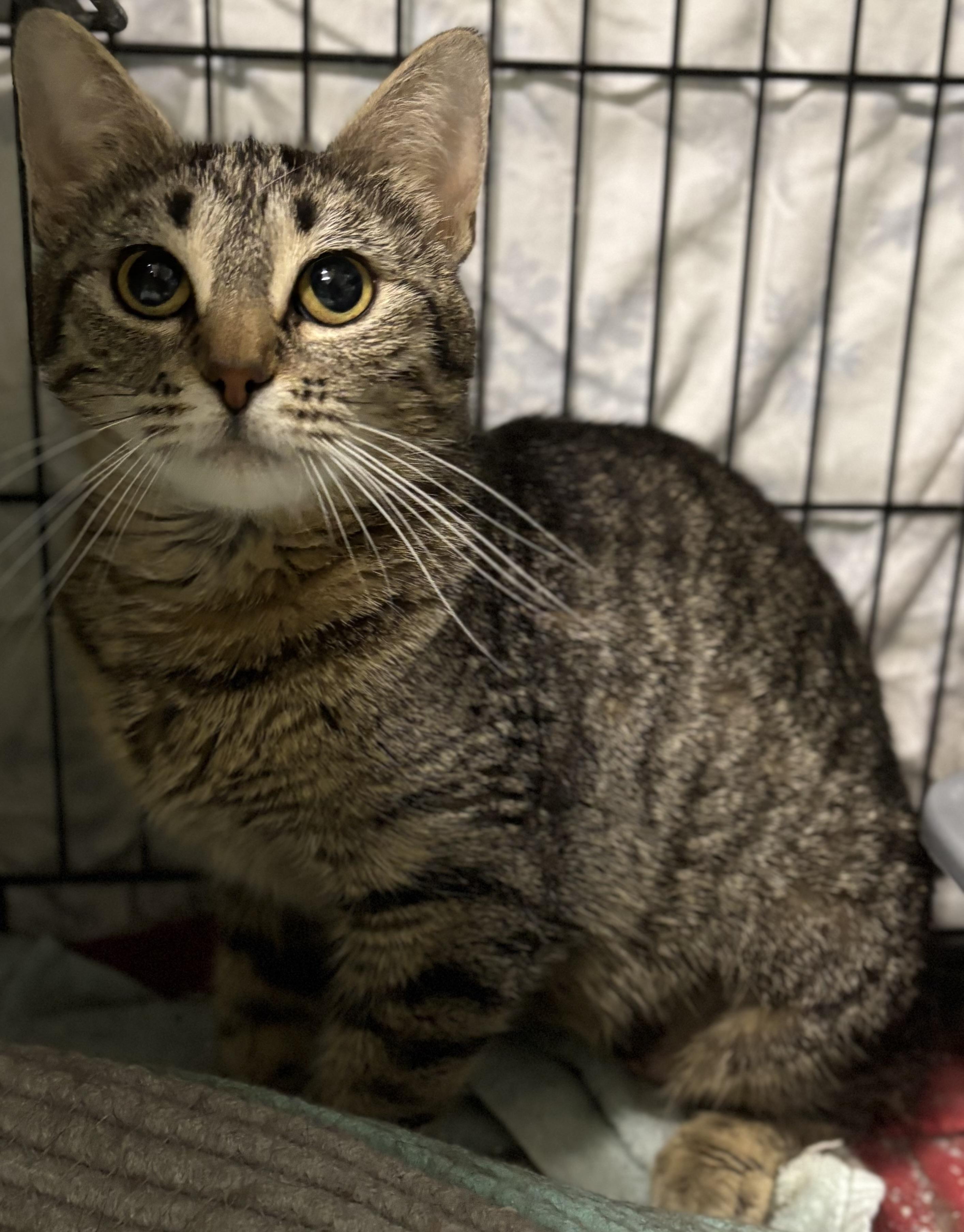 Marmalade