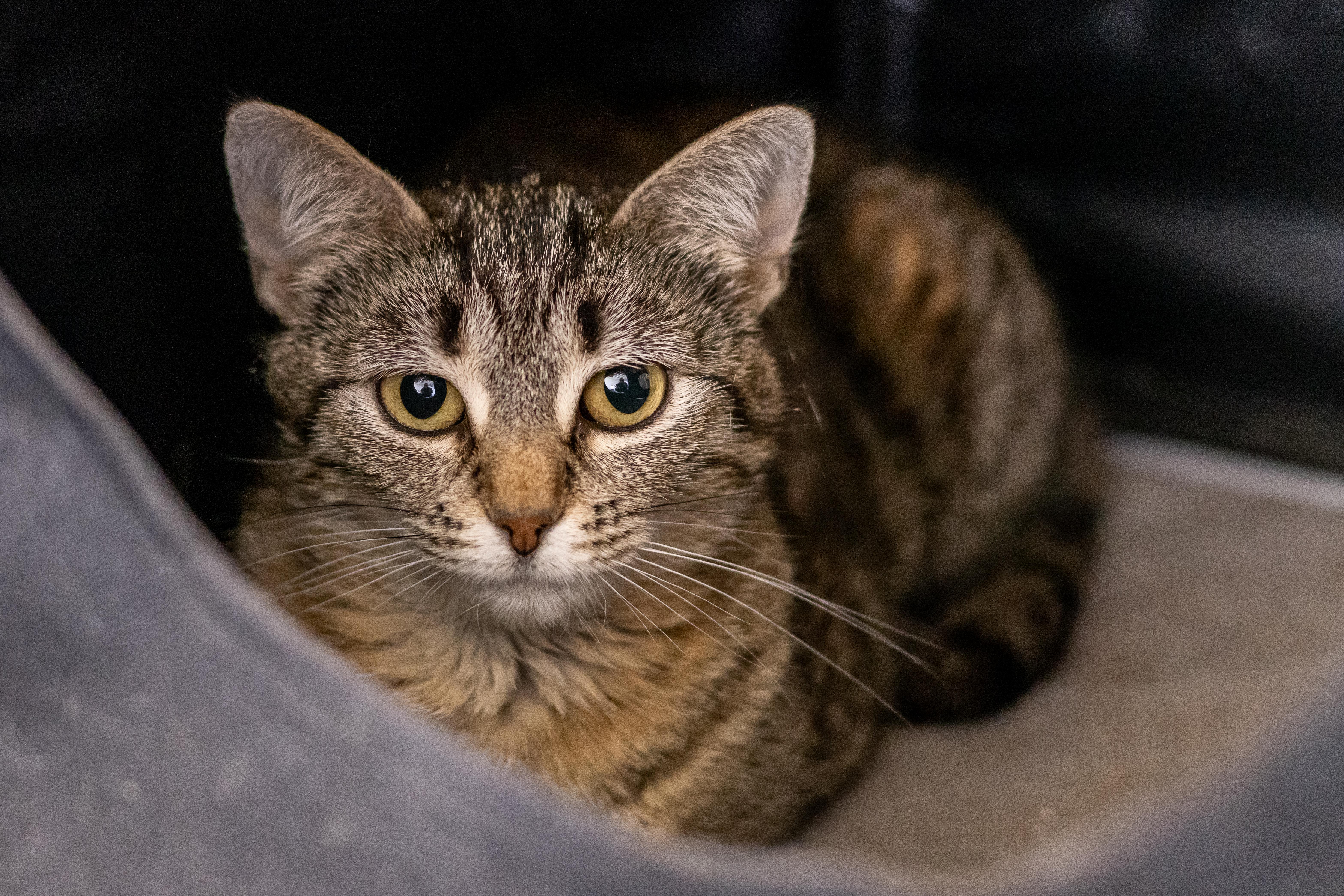 Marmalade