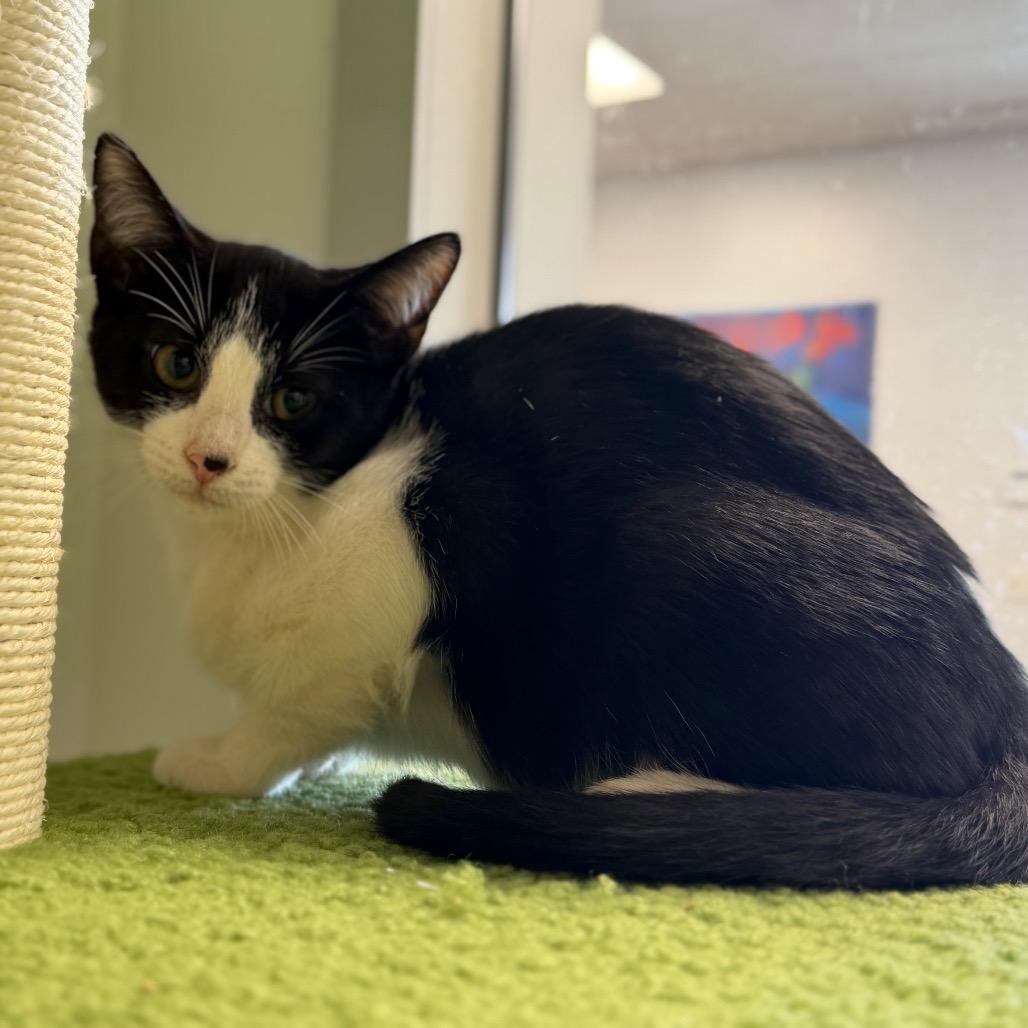 Flygon, Adoptable, Kitten Male Domestic Short Hair.