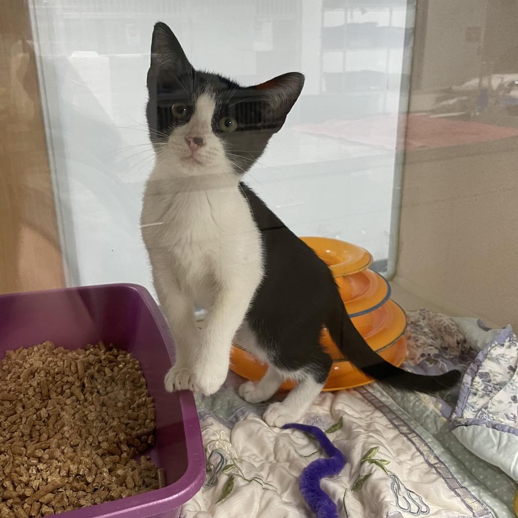 Enlarge Flygon, a Adoptable Domestic Short Hair in Dickinson, TX image 2/6
