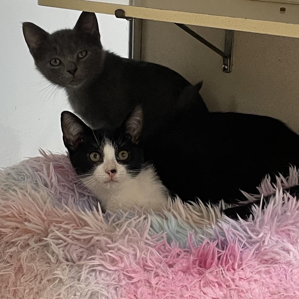 Enlarge Flygon, a Adoptable Domestic Short Hair in Dickinson, TX image 3/6
