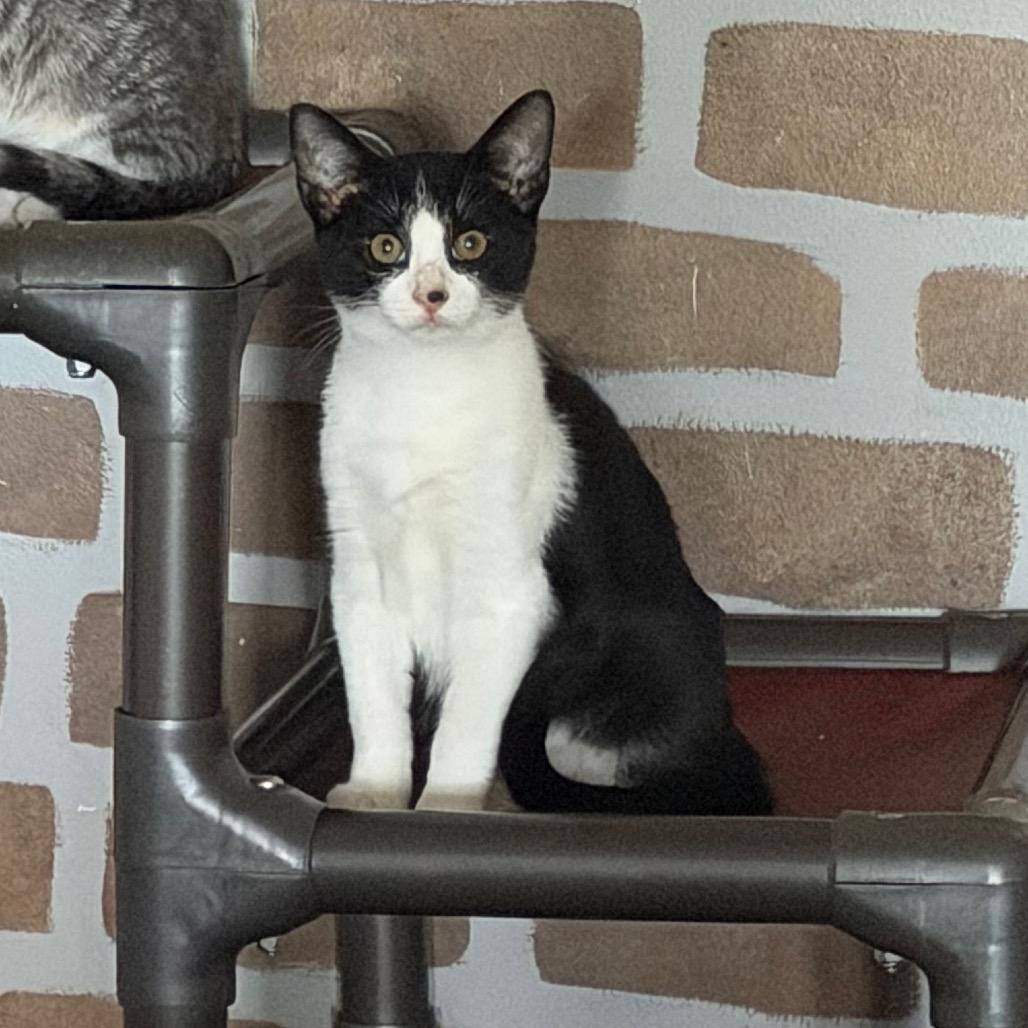Enlarge Flygon, a Adoptable Domestic Short Hair in Dickinson, TX image 4/6