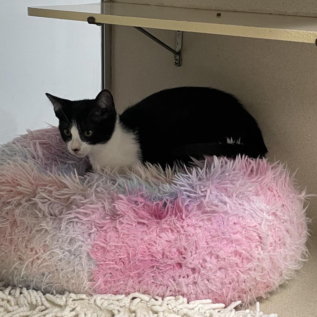 Enlarge Flygon, a Adoptable Domestic Short Hair in Dickinson, TX image 5/6