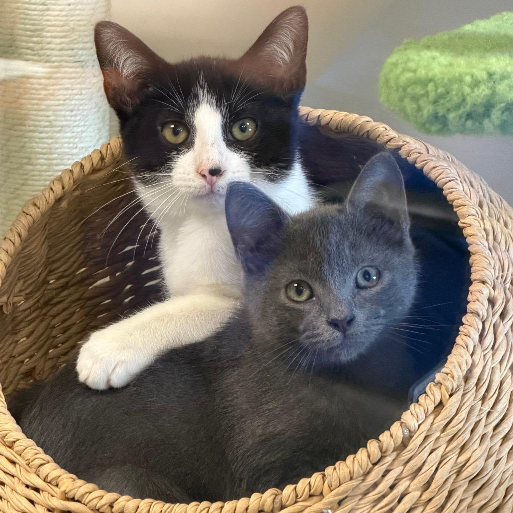 Enlarge Flygon, a Adoptable Domestic Short Hair in Dickinson, TX image 6/6
