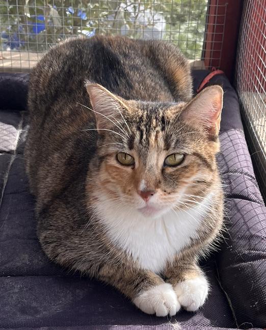 Enlarge Citrus, a Adoptable mixed breed in Moreno Valley, CA image 1/5