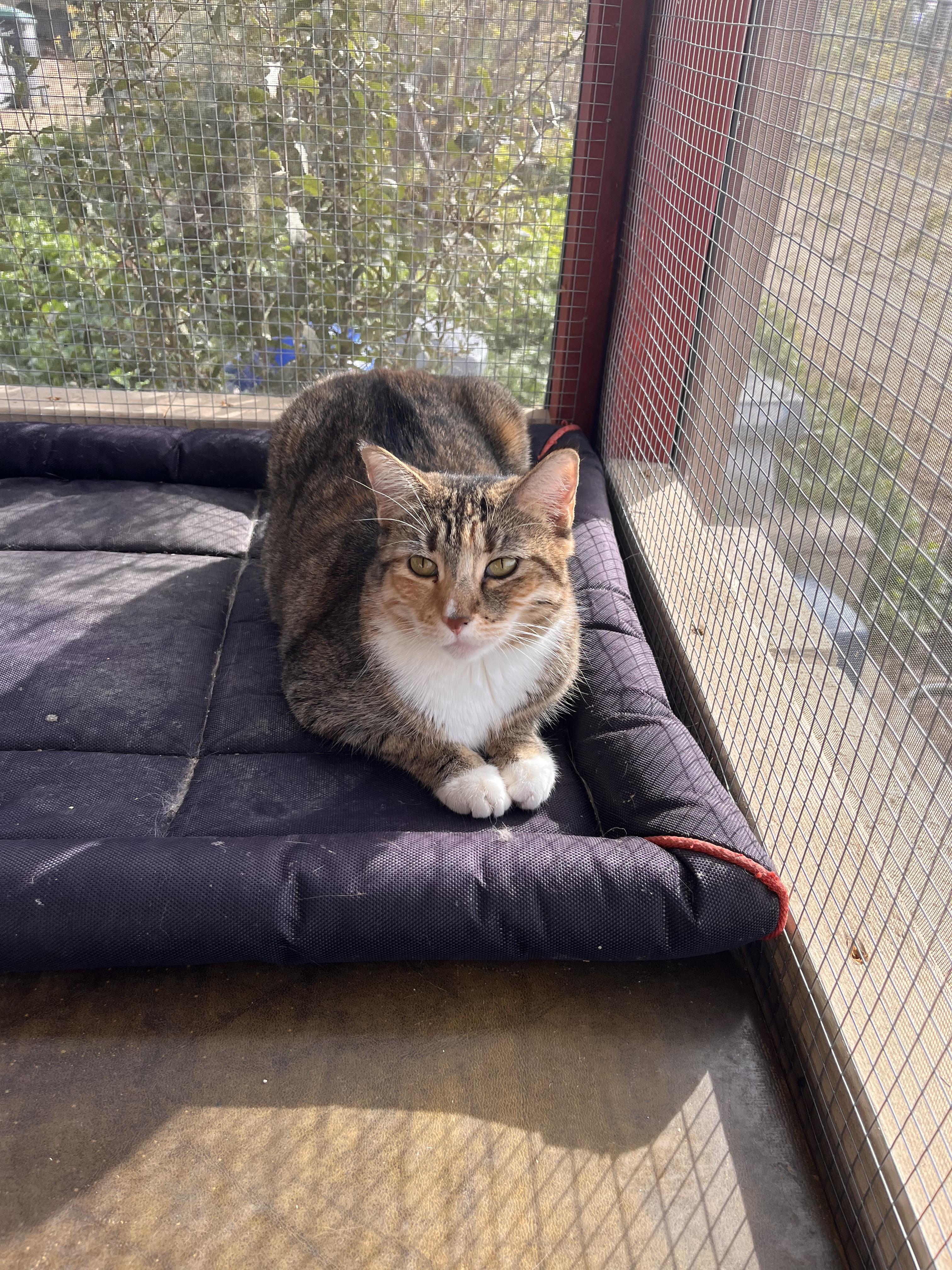 Enlarge Citrus, a Adoptable mixed breed in Moreno Valley, CA image 5/5