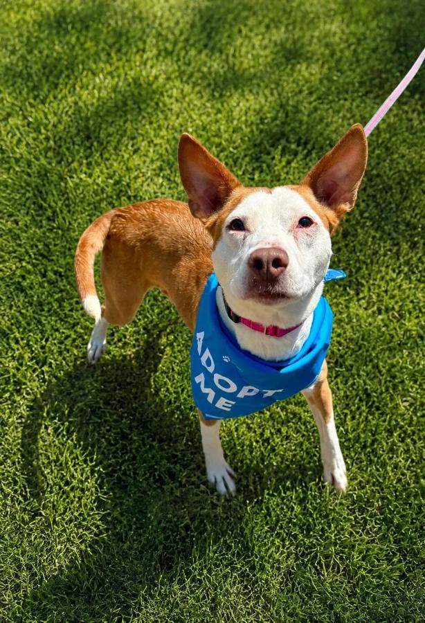 Rosie, Adoptable, Adult Female Terrier.