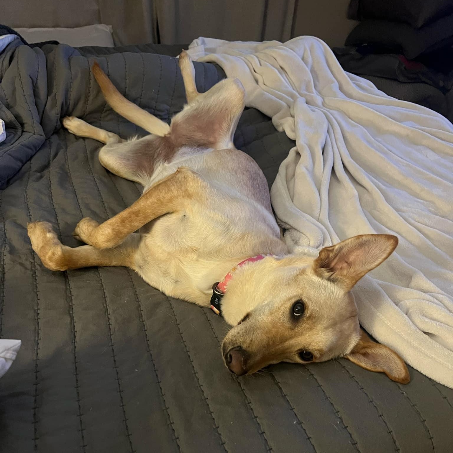 Rayne, a Adoptable mixed breed in Hatfield, PA image 3/5