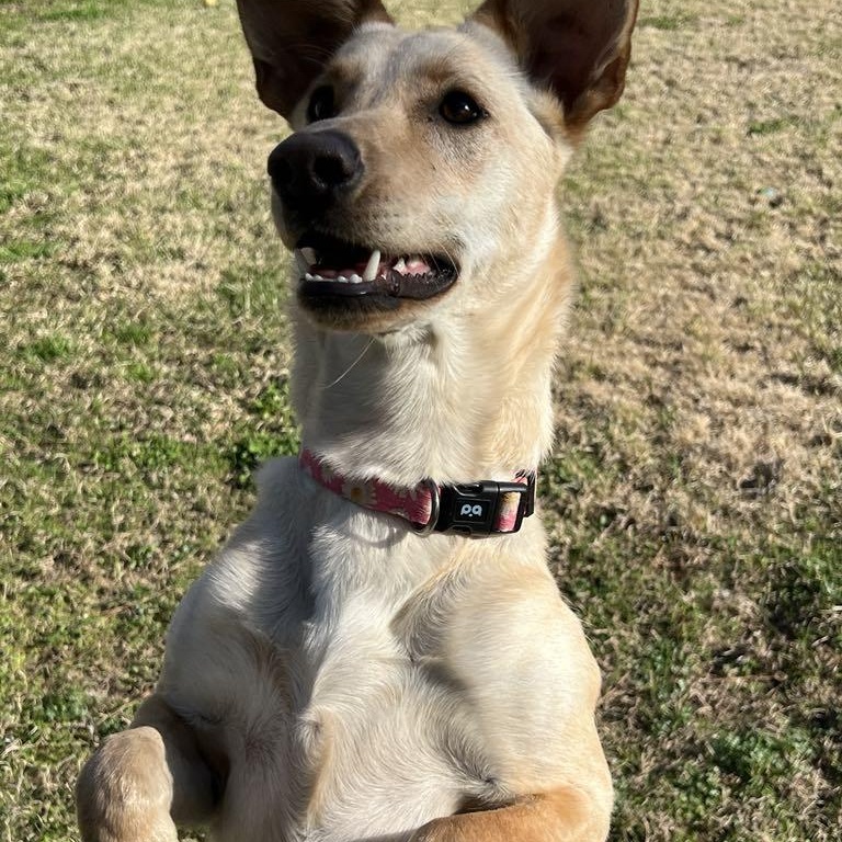 Rayne, a Adoptable mixed breed in Hatfield, PA image 5/5