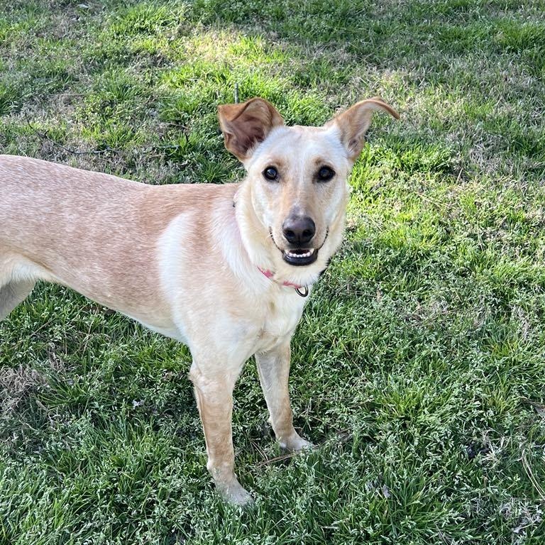 Rayne, a Adoptable mixed breed in Hatfield, PA image 4/5