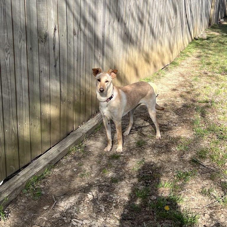 Rayne, a Adoptable mixed breed in Hatfield, PA image 2/5