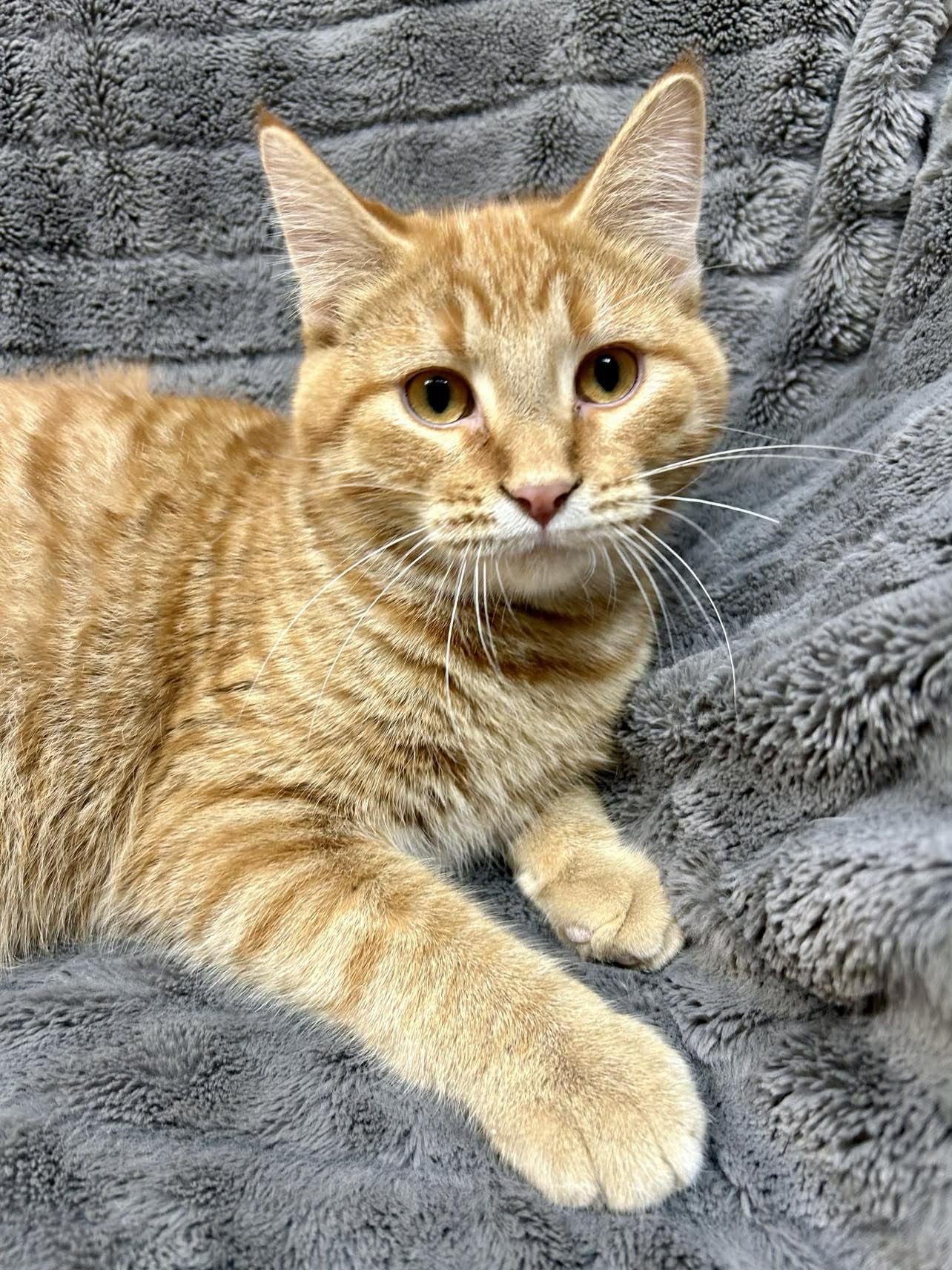 Enlarge Chunk, an adopted Domestic Short Hair in Alexandria, MN image 1/3