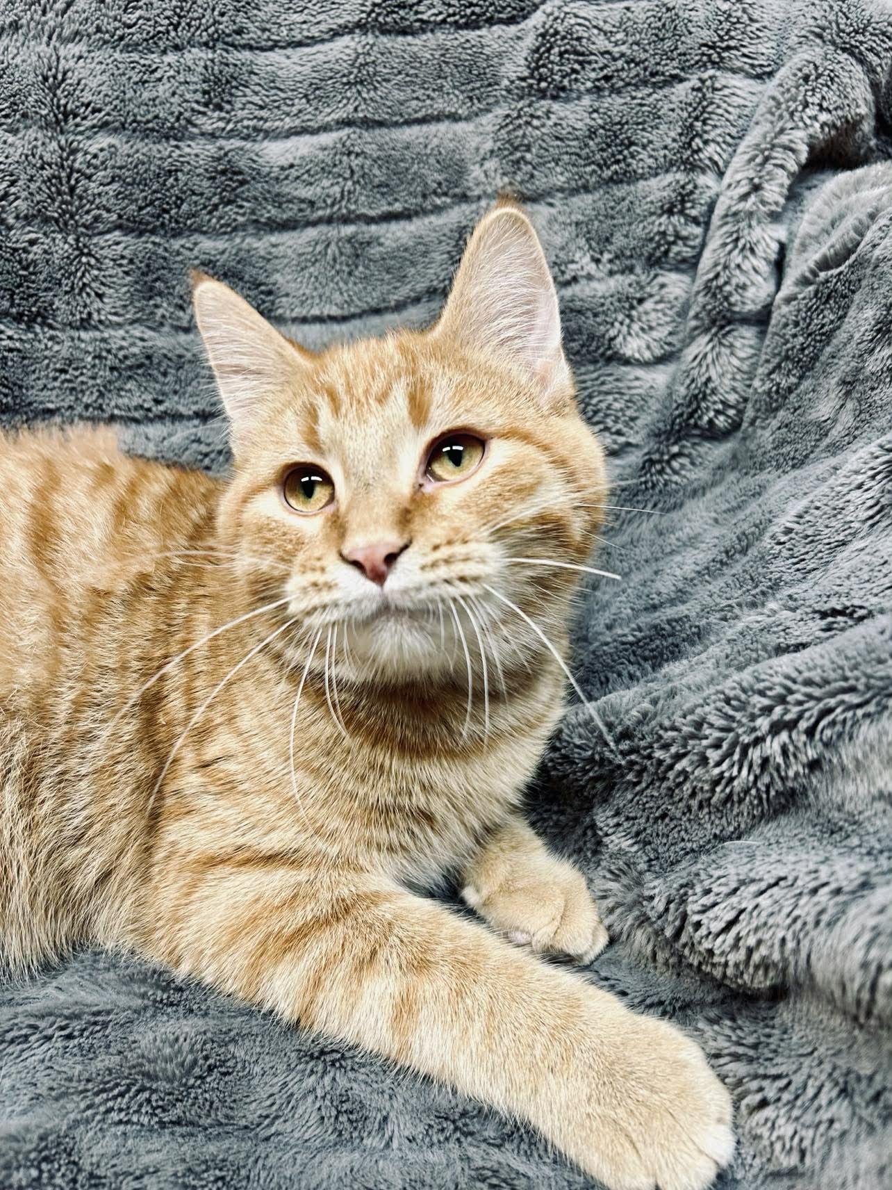 Enlarge Chunk, an adopted Domestic Short Hair in Alexandria, MN image 3/3