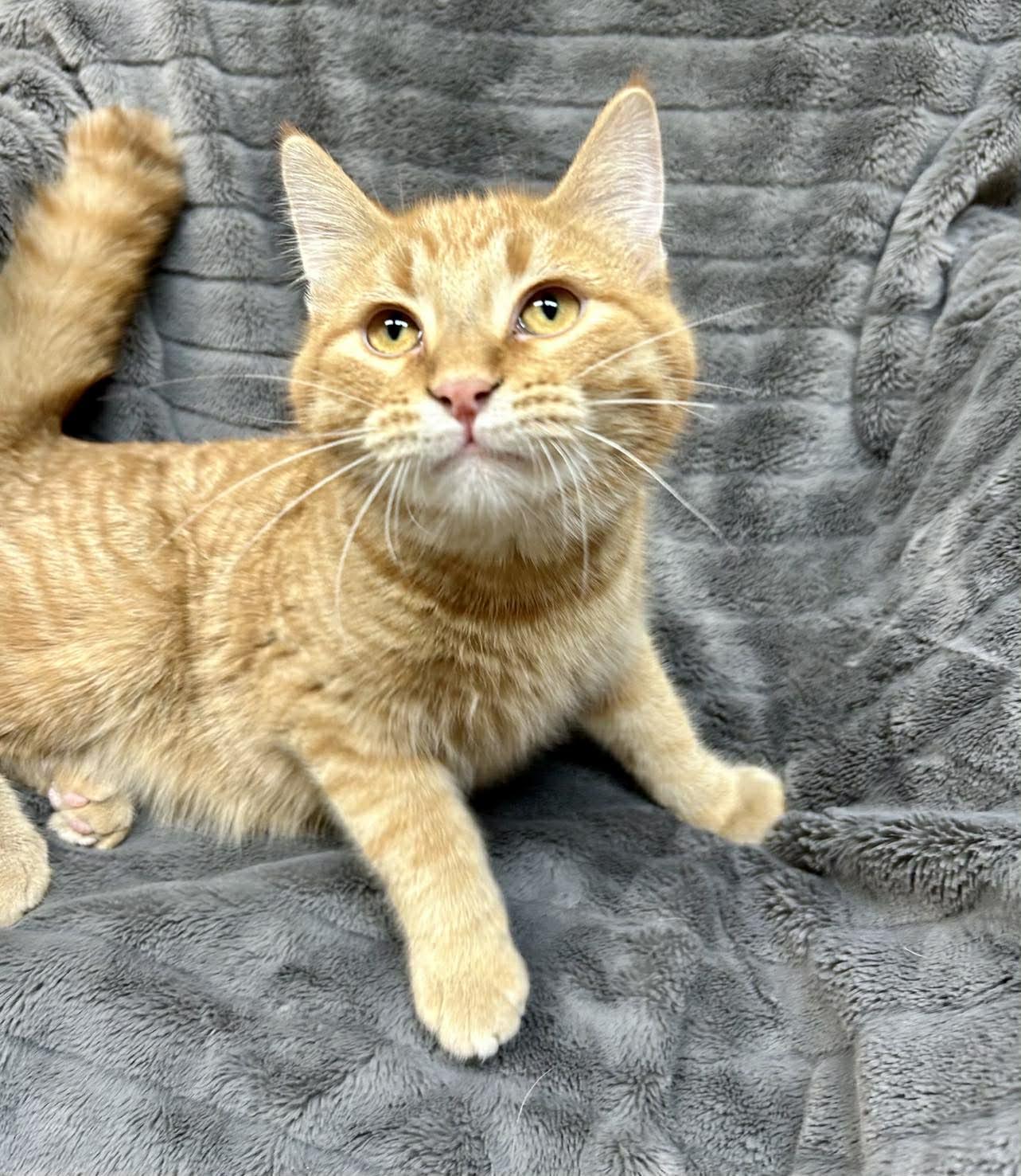 Enlarge Chunk, an adopted Domestic Short Hair in Alexandria, MN image 2/3