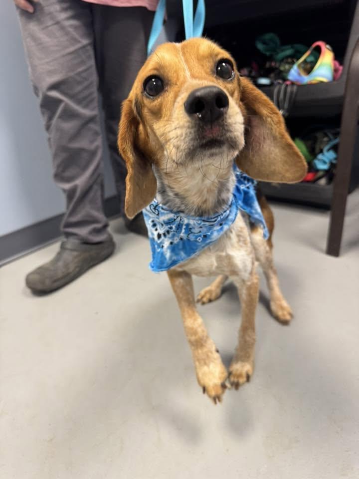 Enlarge Bugle, a ADOPTABLE Beagle in Zanesville, OH image 2/2