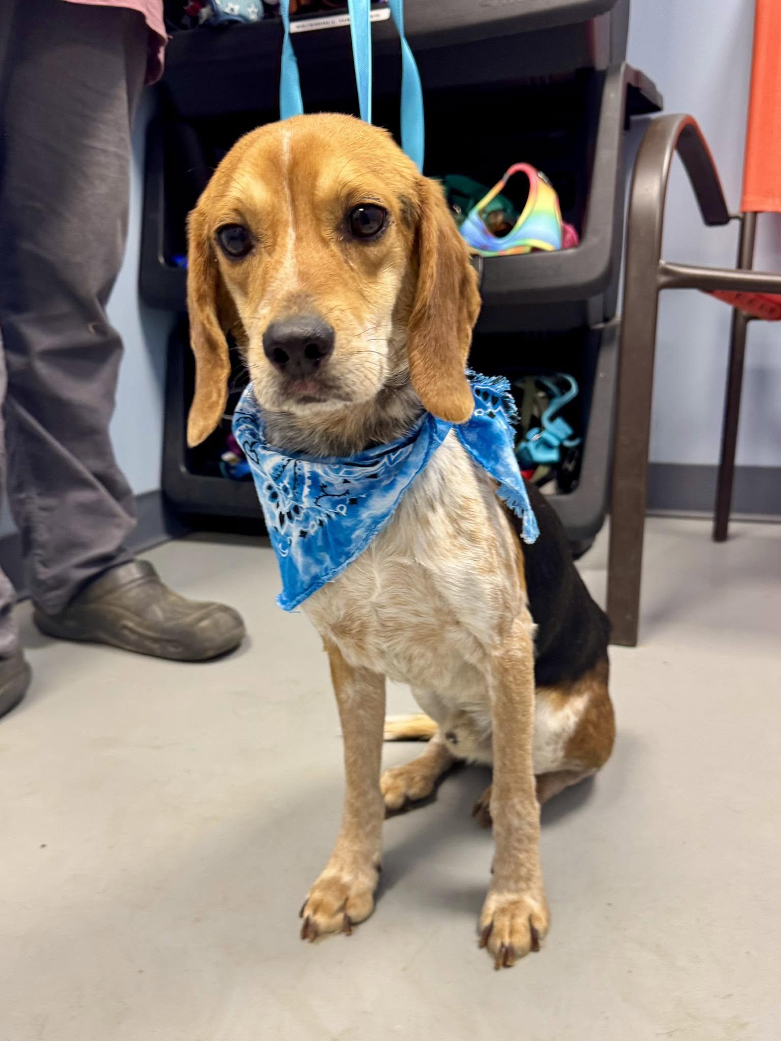 Enlarge Bugle, a ADOPTABLE Beagle in Zanesville, OH image 1/2