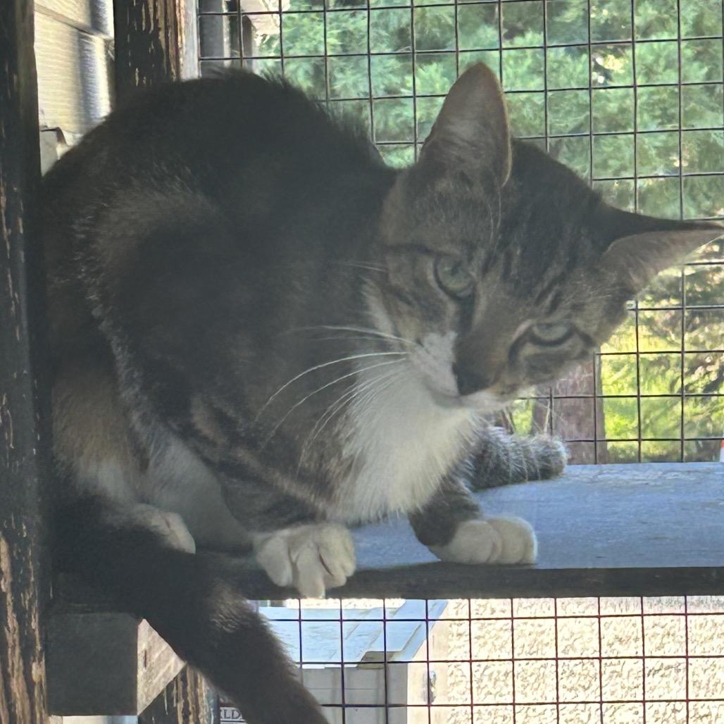 Archey, Adoptable, Young Male Domestic Short Hair.