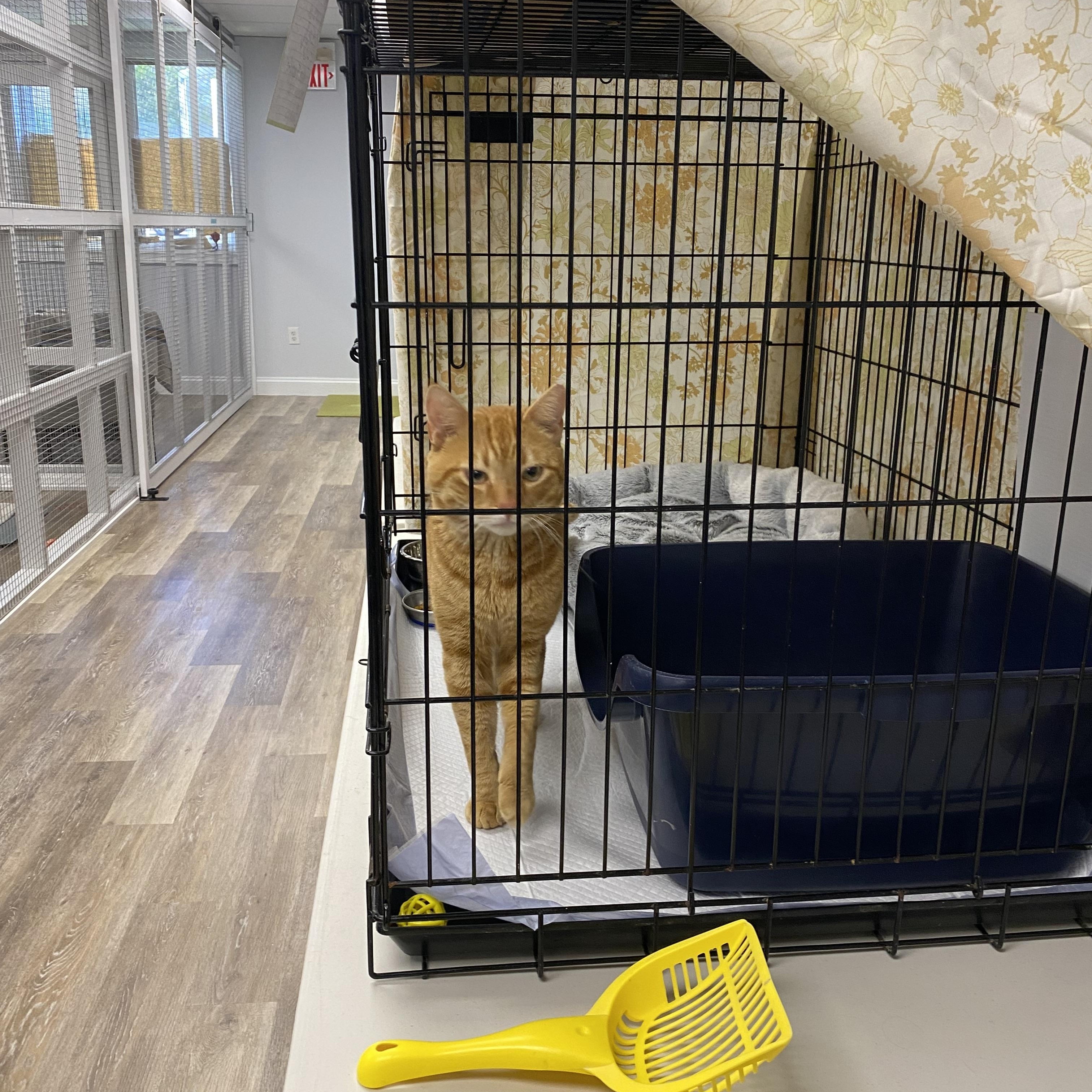 Enlarge Figgy, a ADOPTABLE mixed breed in New Canaan, CT image 3/4