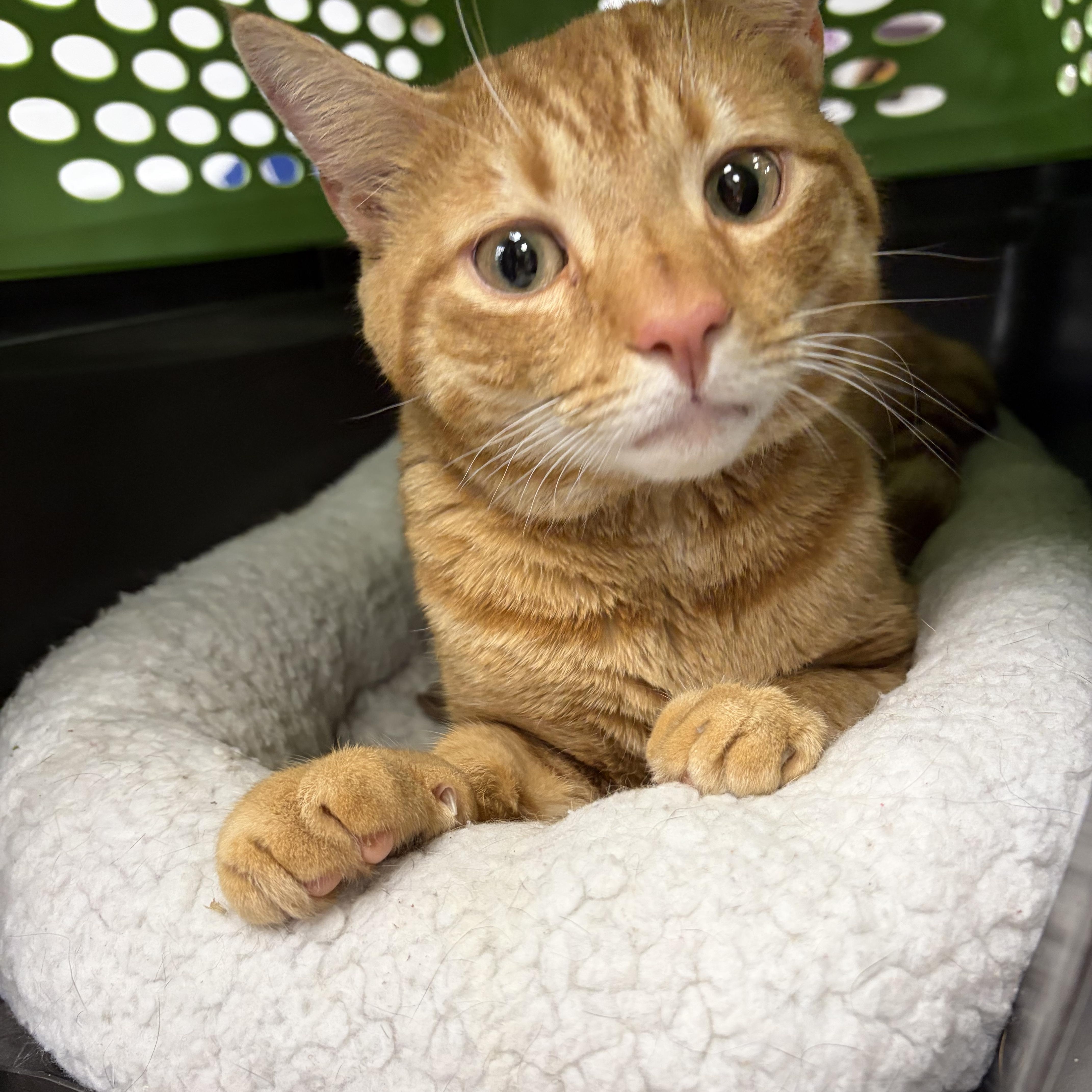 Figgy, ADOPTABLE, Adult Male Domestic Short Hair.