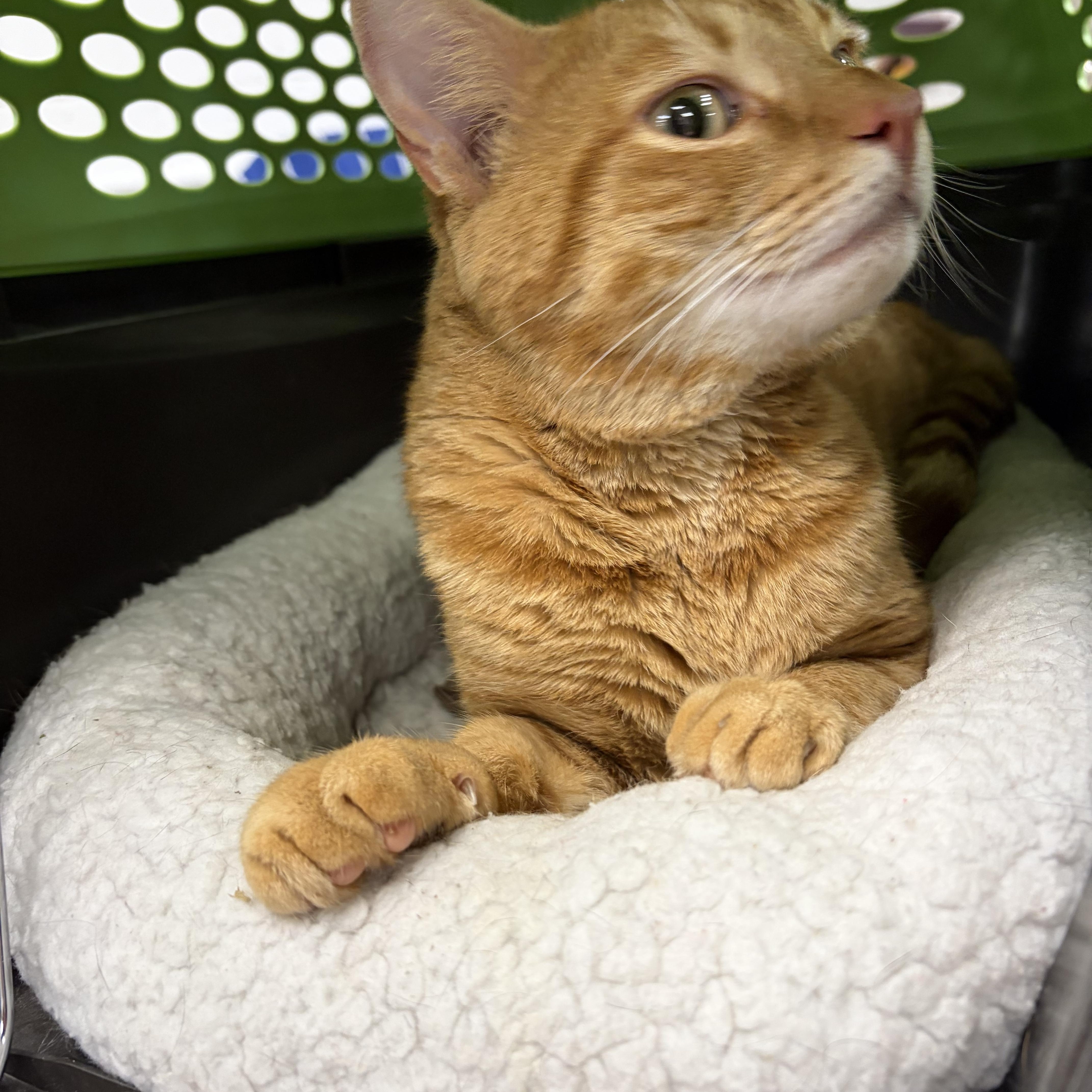 Enlarge Figgy, a ADOPTABLE mixed breed in New Canaan, CT image 2/4