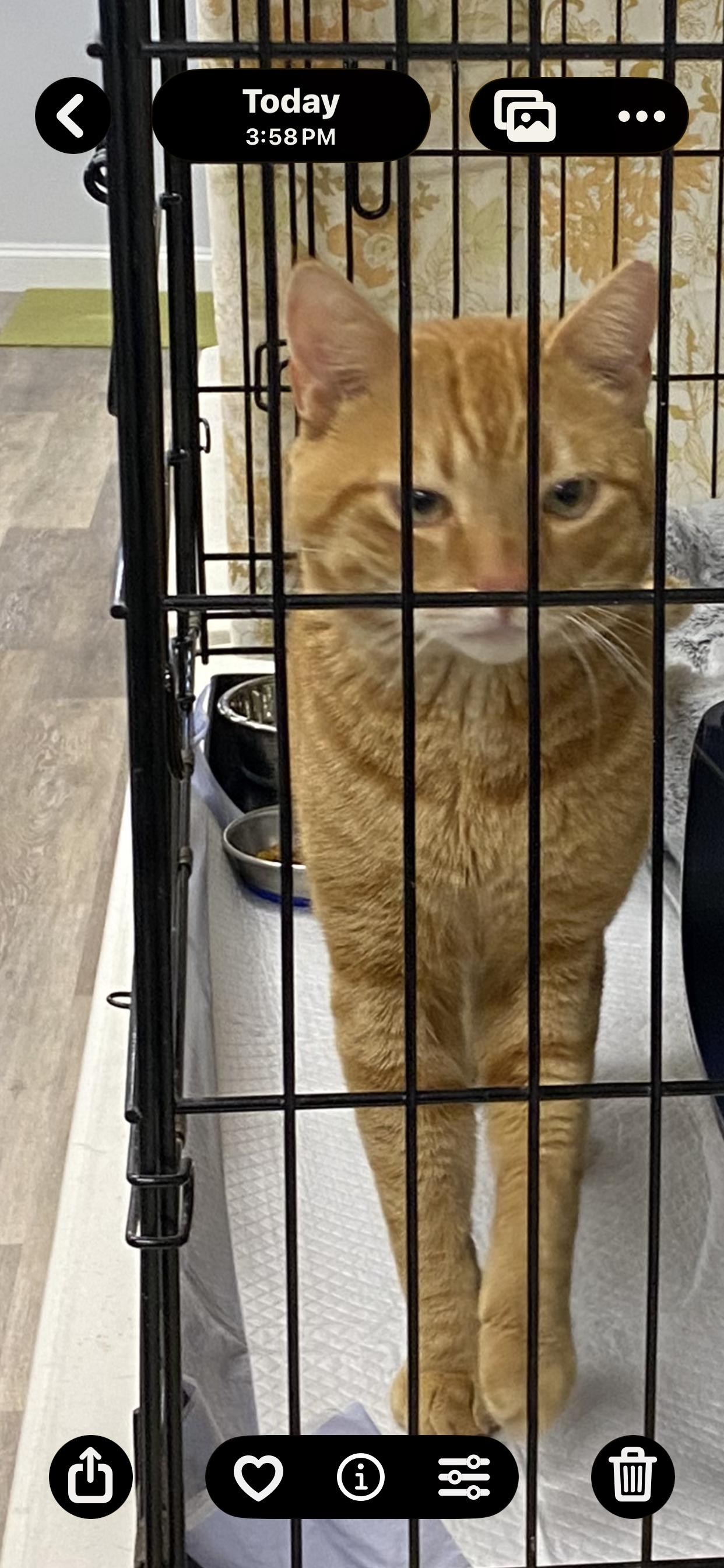 Enlarge Figgy, a ADOPTABLE mixed breed in New Canaan, CT image 4/4