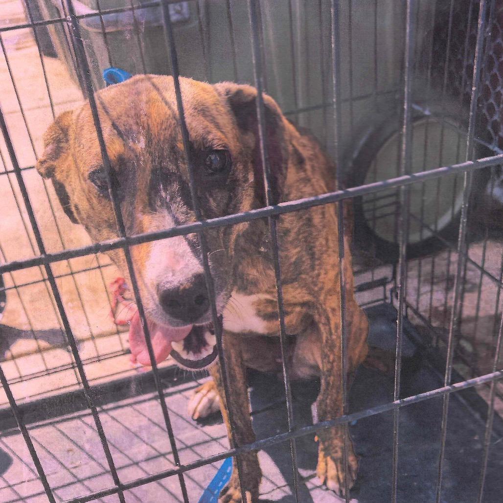 Candy, Adoptable, Adult Female Plott Hound.
