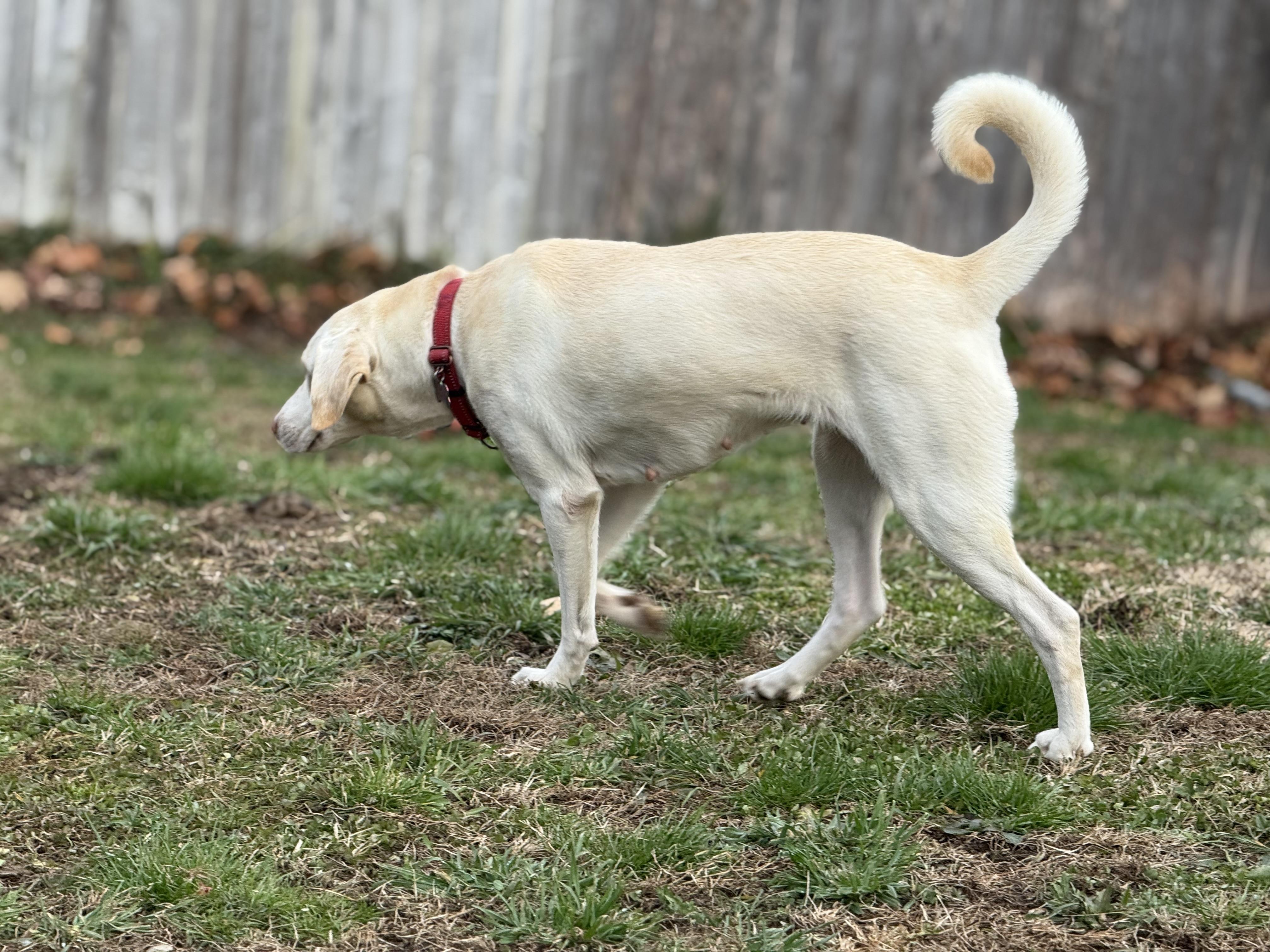 Enlarge Priscilla, a ADOPTABLE mixed breed in Montclair, NJ image 2/4