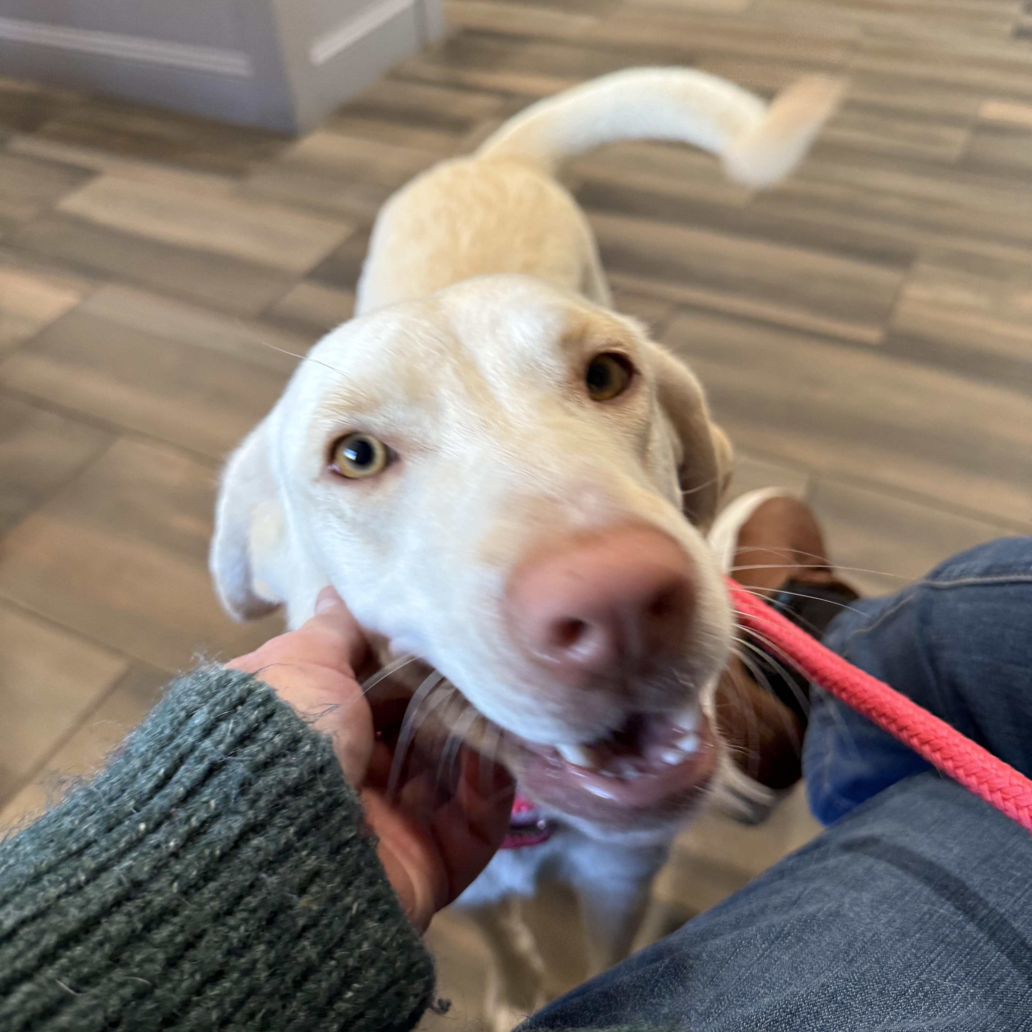 Enlarge Priscilla, a ADOPTABLE mixed breed in Montclair, NJ image 1/4