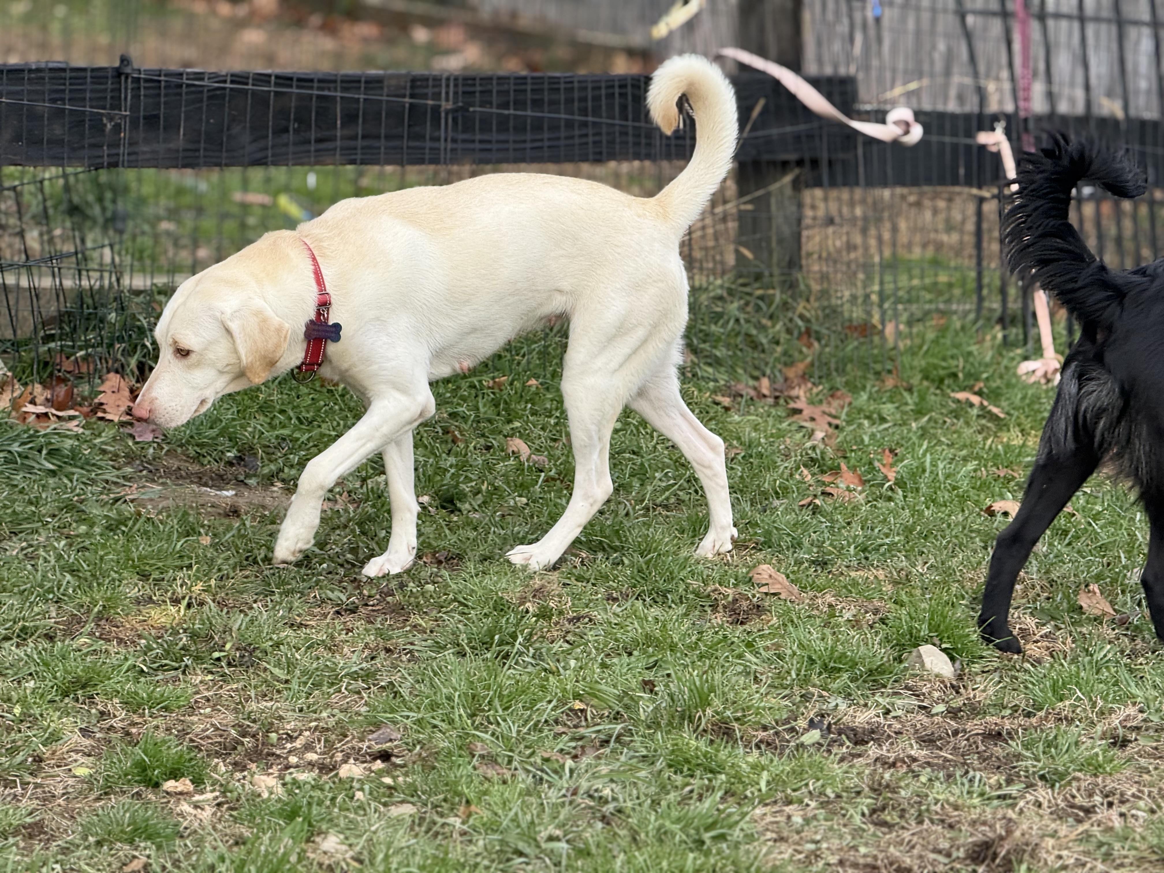 Enlarge Priscilla, a ADOPTABLE mixed breed in Montclair, NJ image 4/4