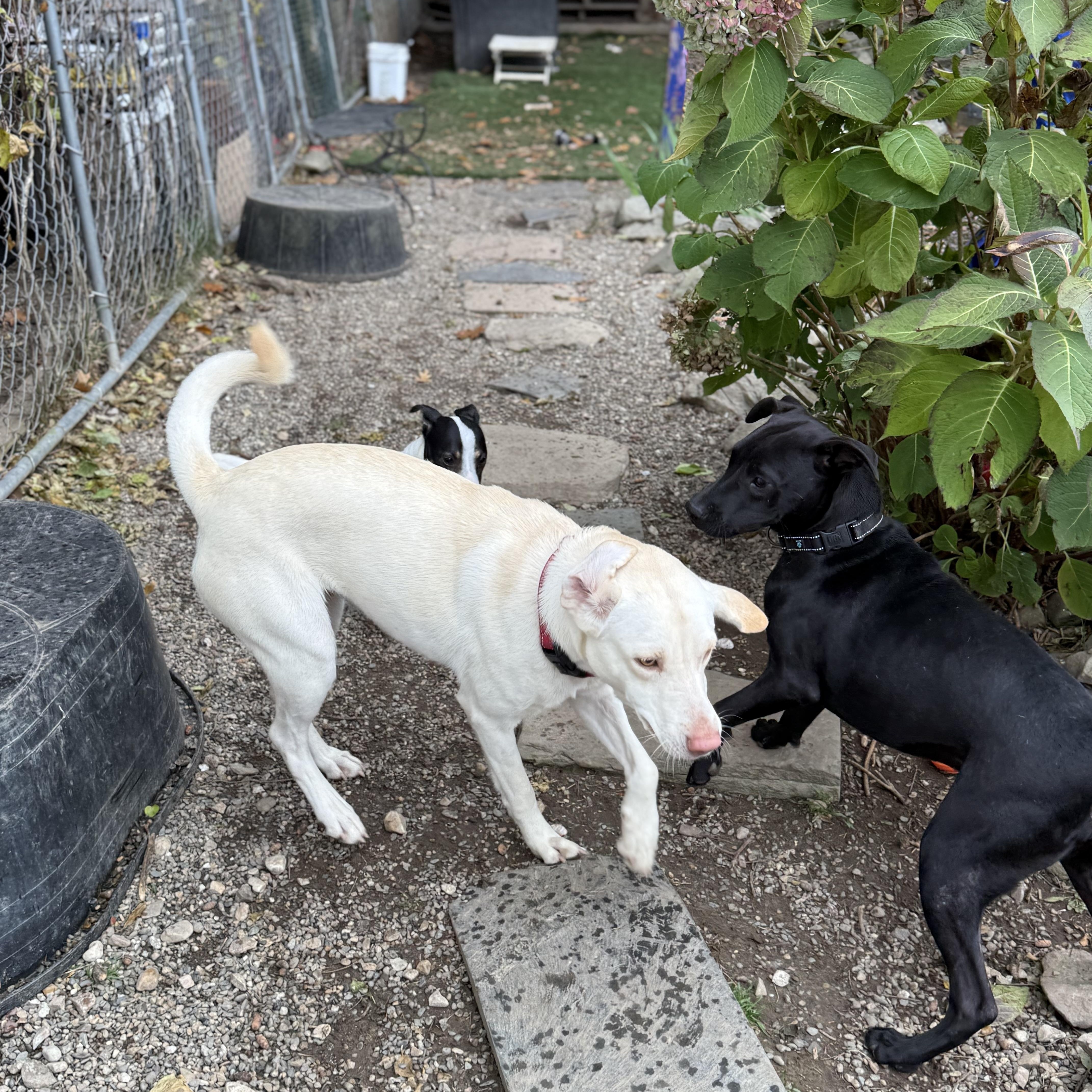 Enlarge Priscilla, a ADOPTABLE mixed breed in Montclair, NJ image 3/4