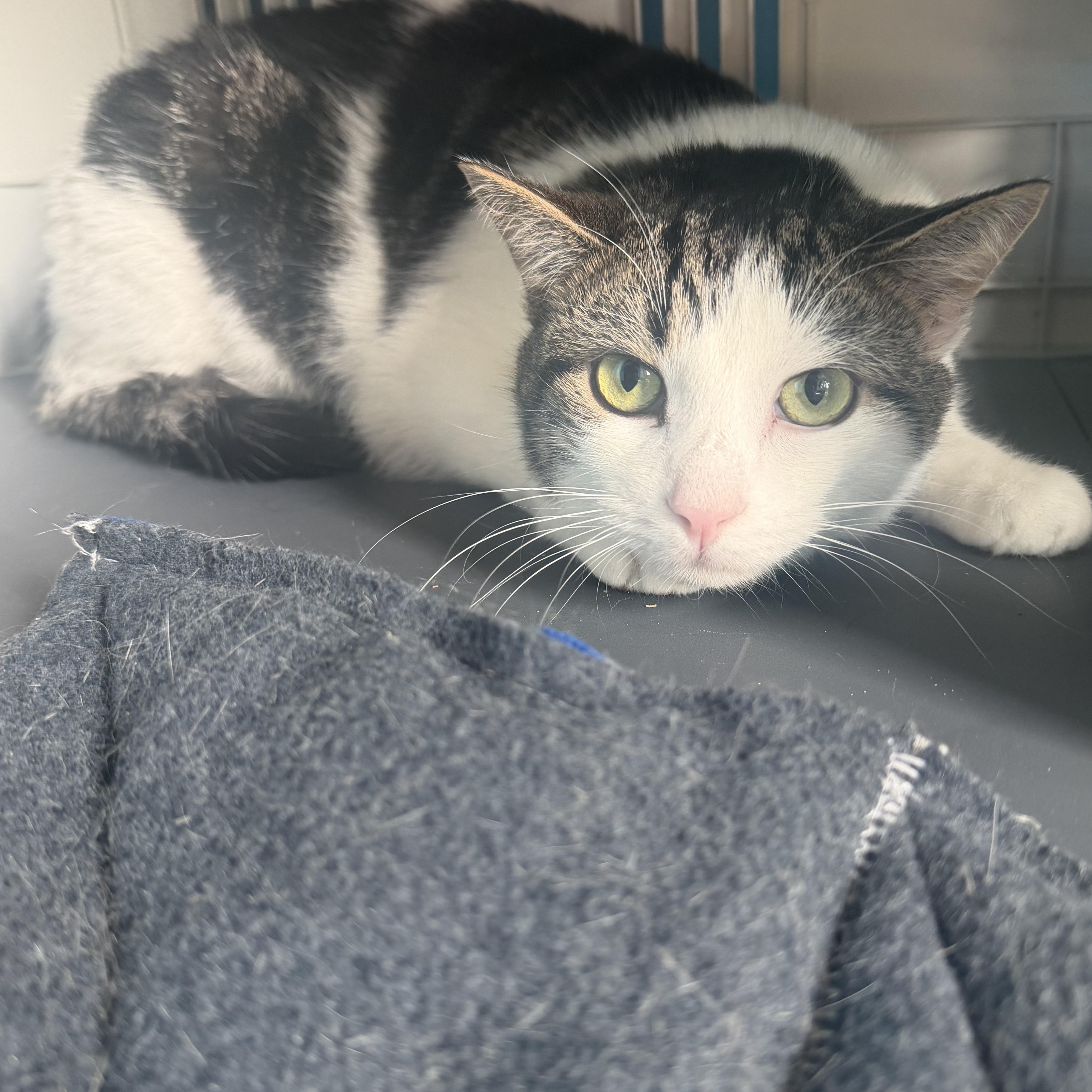 Cats & Kittens for Adoption in Zena, NY | Petfinder