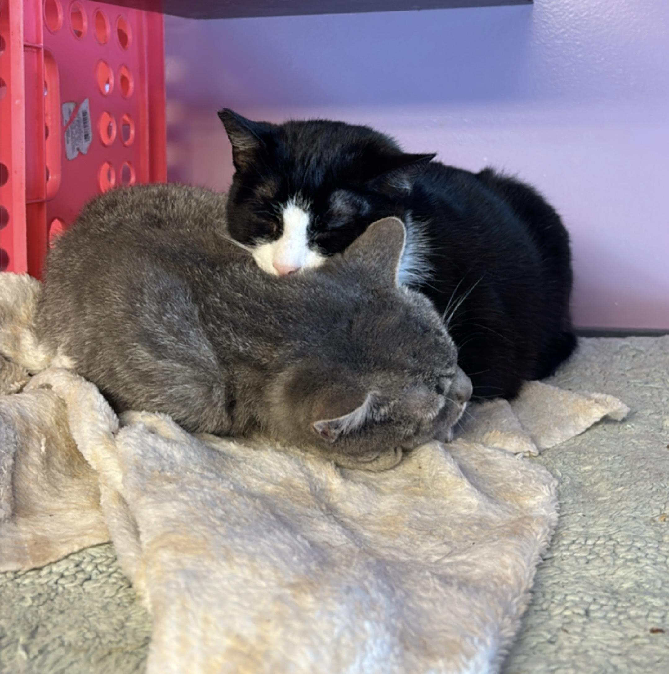 Enlarge Sylvester, a Adoptable Domestic Short Hair in Cortland, NY image 2/2