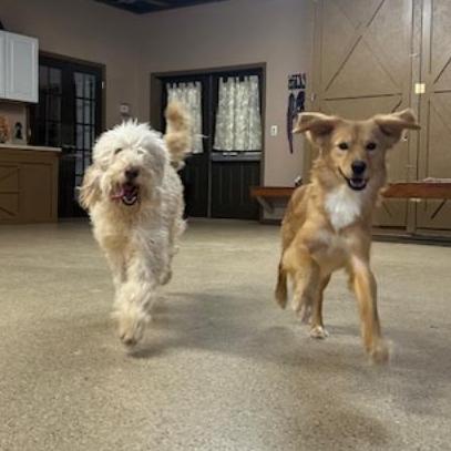 Bingo #6937, Adoptable, Young Male Golden Retriever.