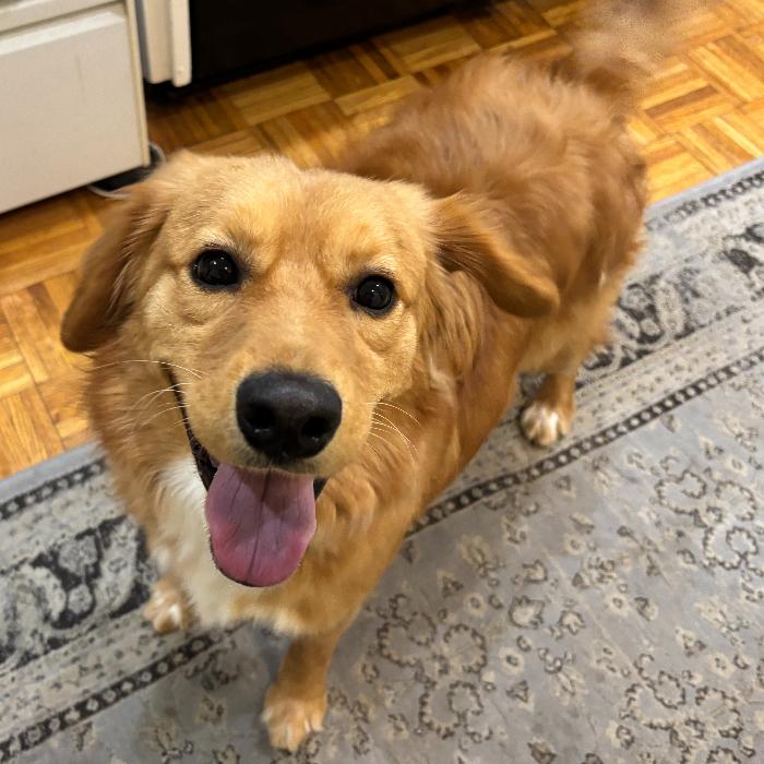 Enlarge Bingo, a Adoptable mixed breed in Louisville, KY image 4/6