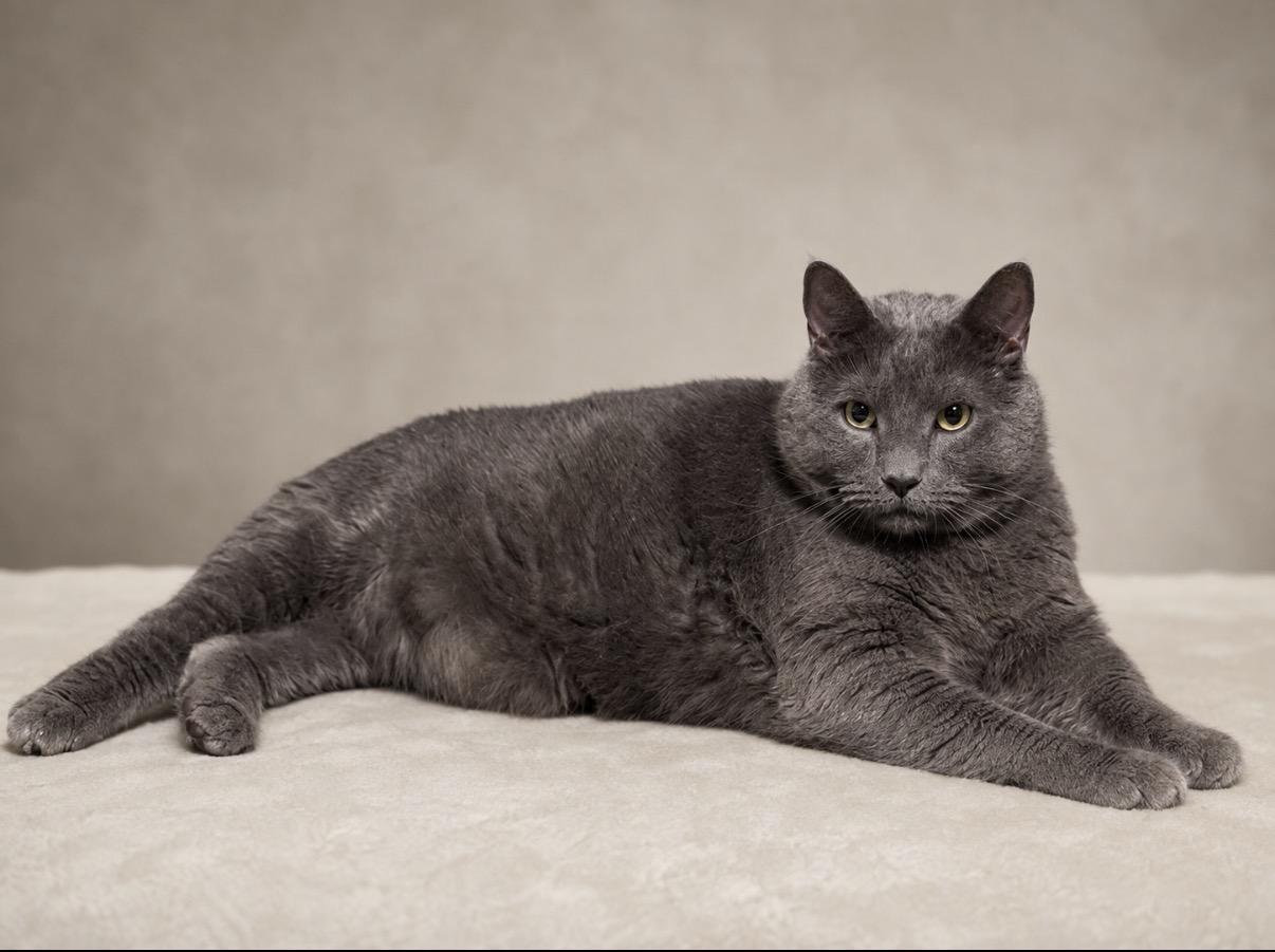Cookie, ADOPTABLE, Young Male Russian Blue & American Shorthair.
