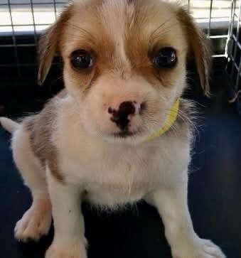 SKY, a Adoptable mixed breed in Sunset Beach , CA image 1/5