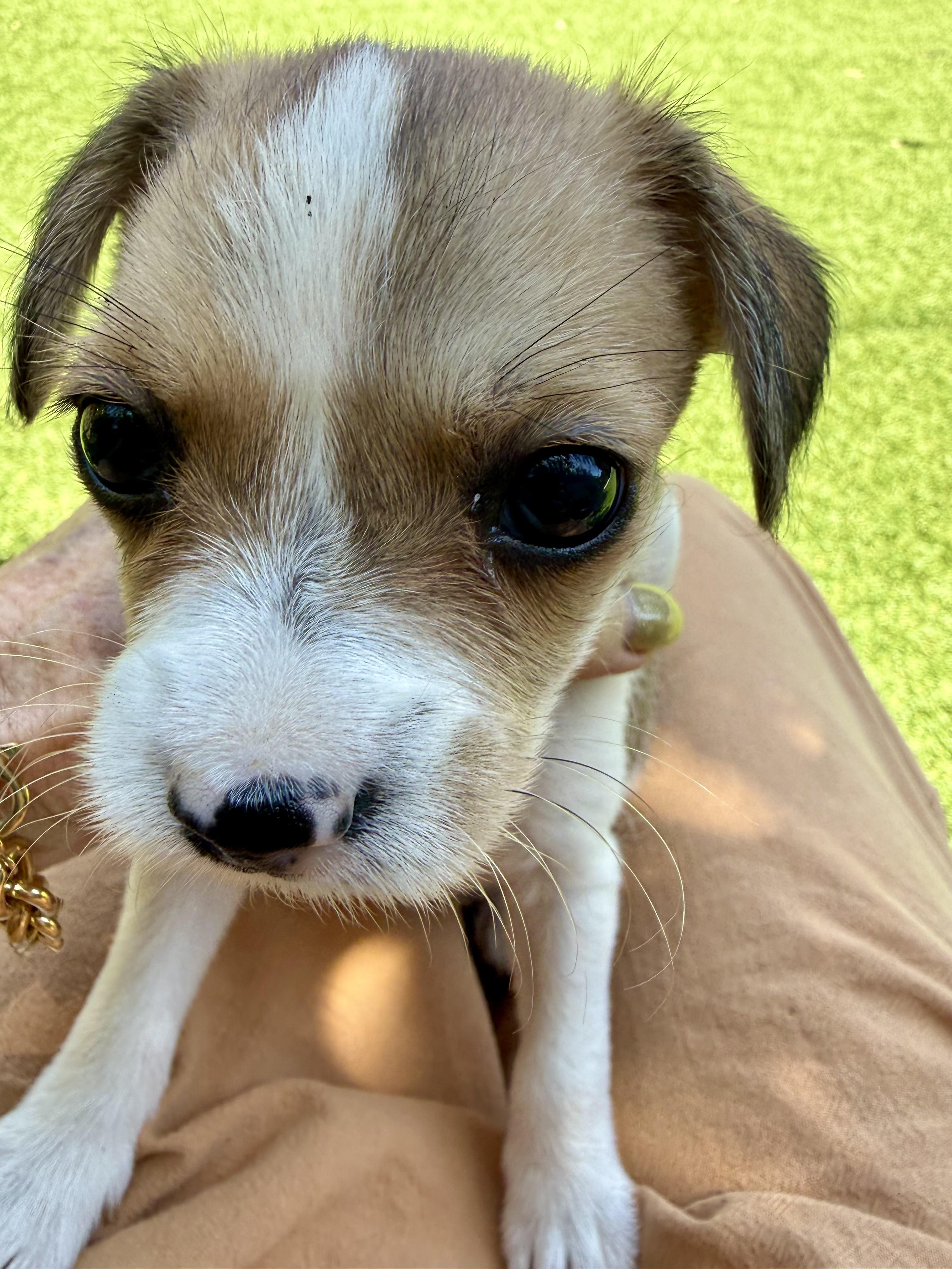 SKY, a Adoptable mixed breed in Sunset Beach , CA image 2/5