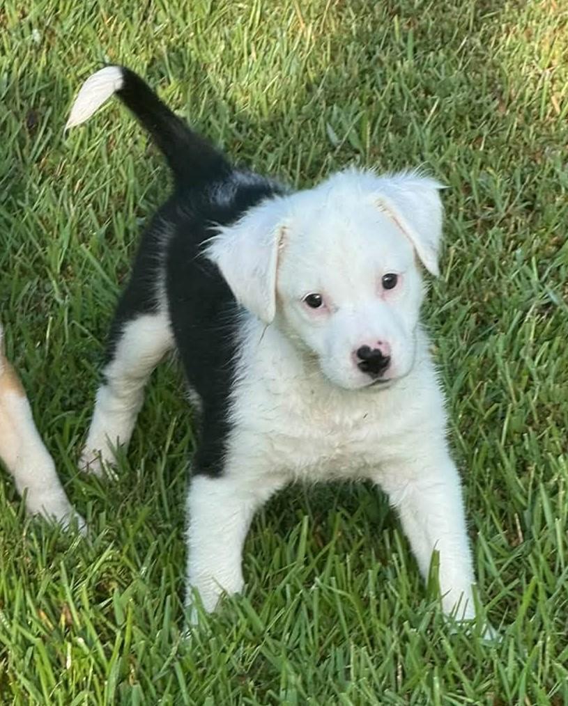 Enlarge Moon, a Adoptable mixed breed in Meridian, MS image 1/1
