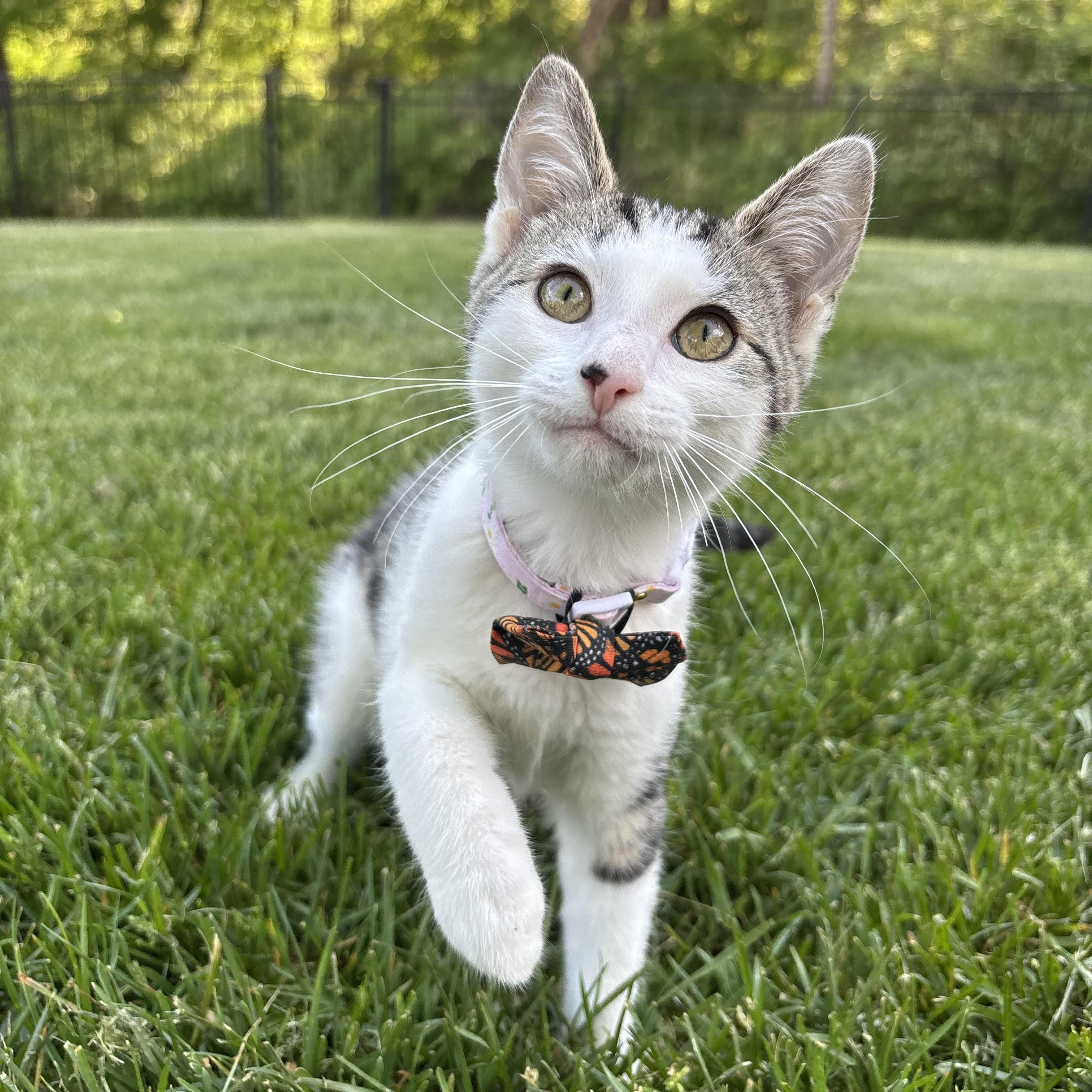 Enlarge Broccoli Cheddar, a Adoptable Domestic Short Hair in Columbus, OH image 4/6