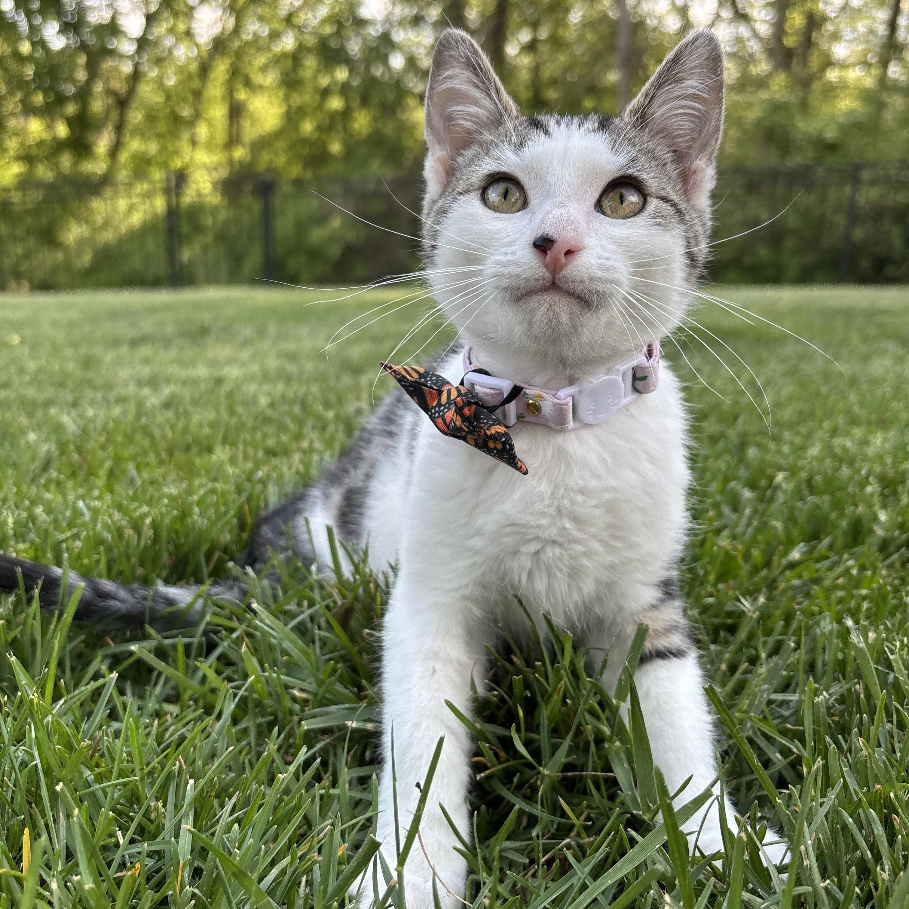 Enlarge Broccoli Cheddar, a Adoptable Domestic Short Hair in Columbus, OH image 1/6